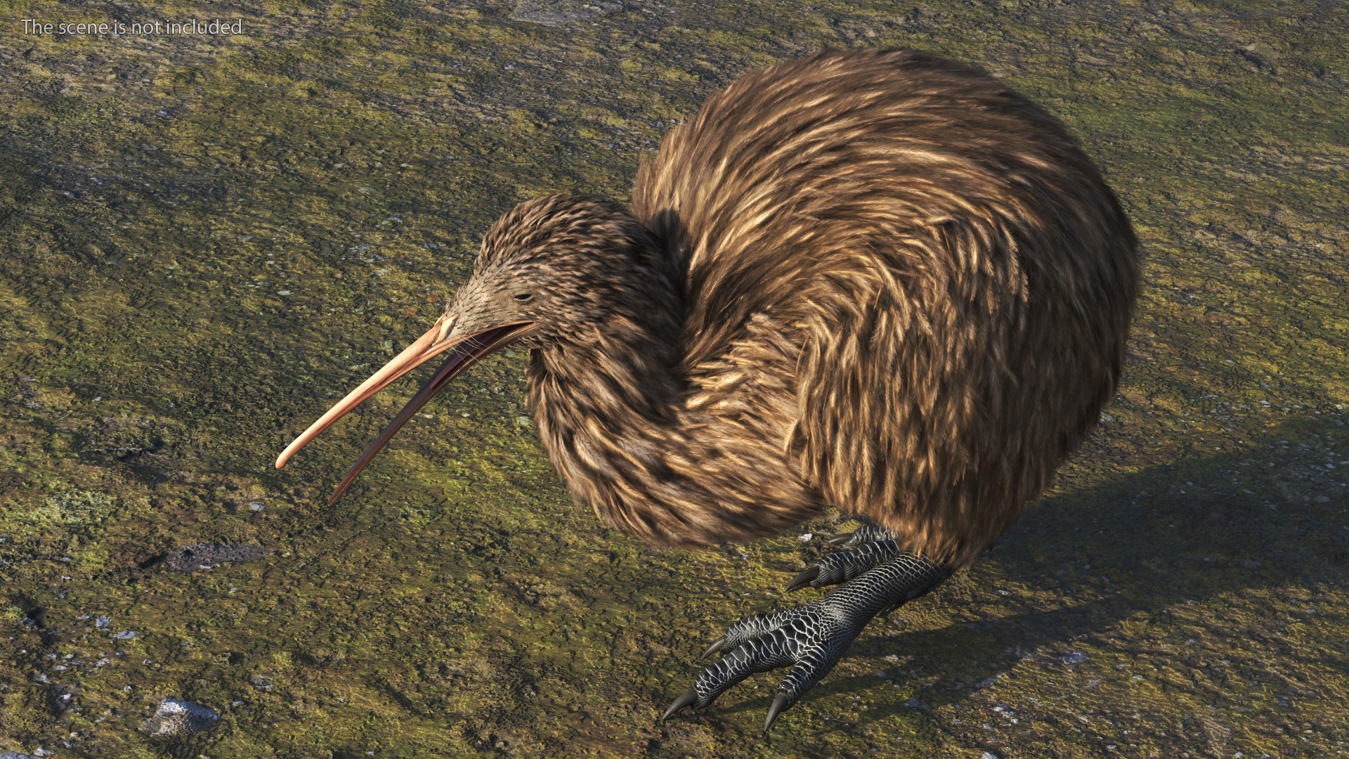 Kiwi Bird Walk Pose 3D model