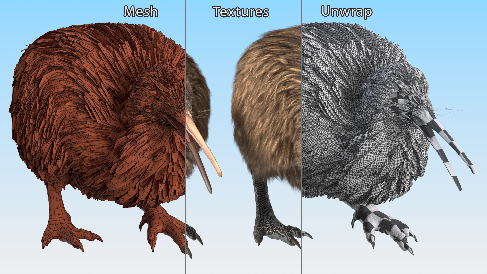 Kiwi Bird Walk Pose 3D model