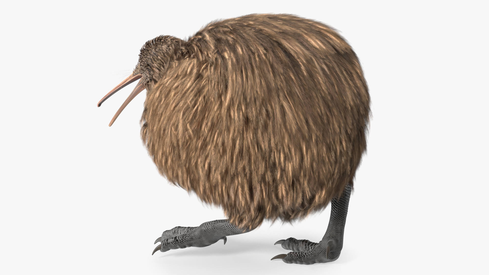 Kiwi Bird Walk Pose 3D model
