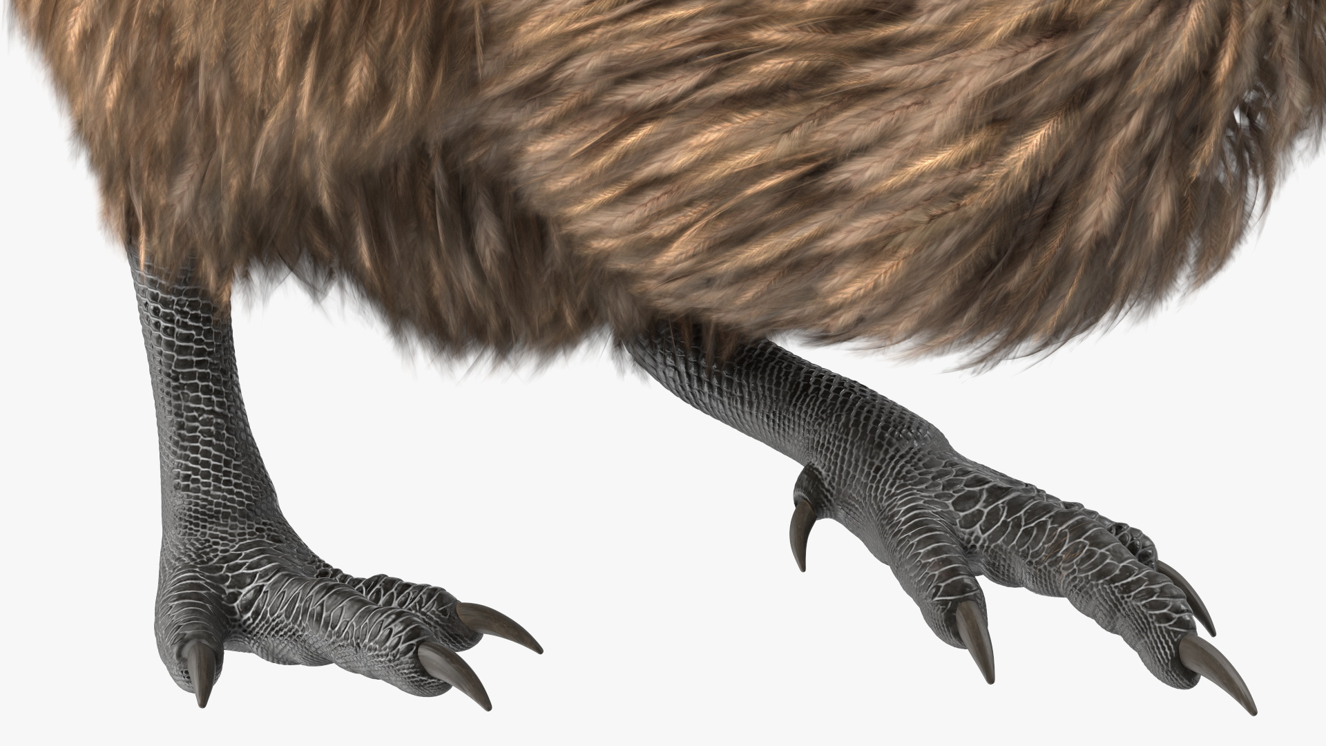 Kiwi Bird Walk Pose 3D model