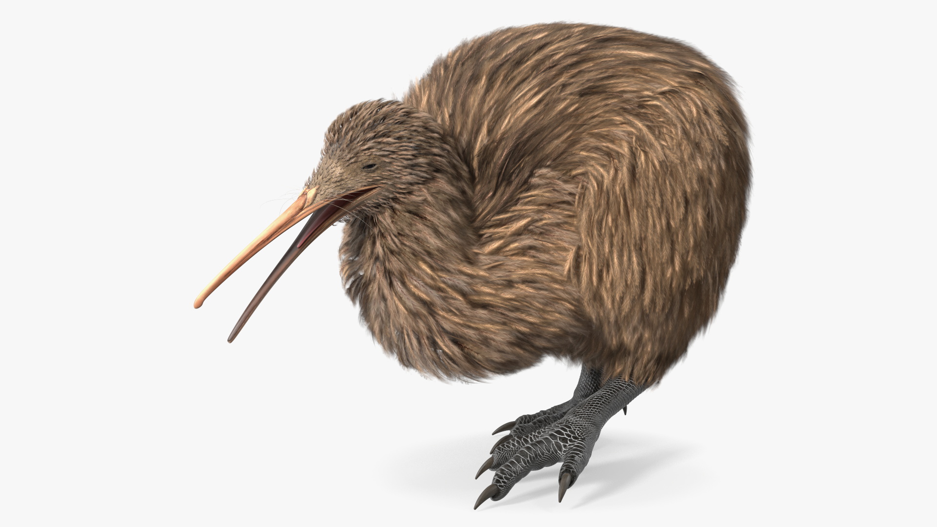 Kiwi Bird Walk Pose 3D model