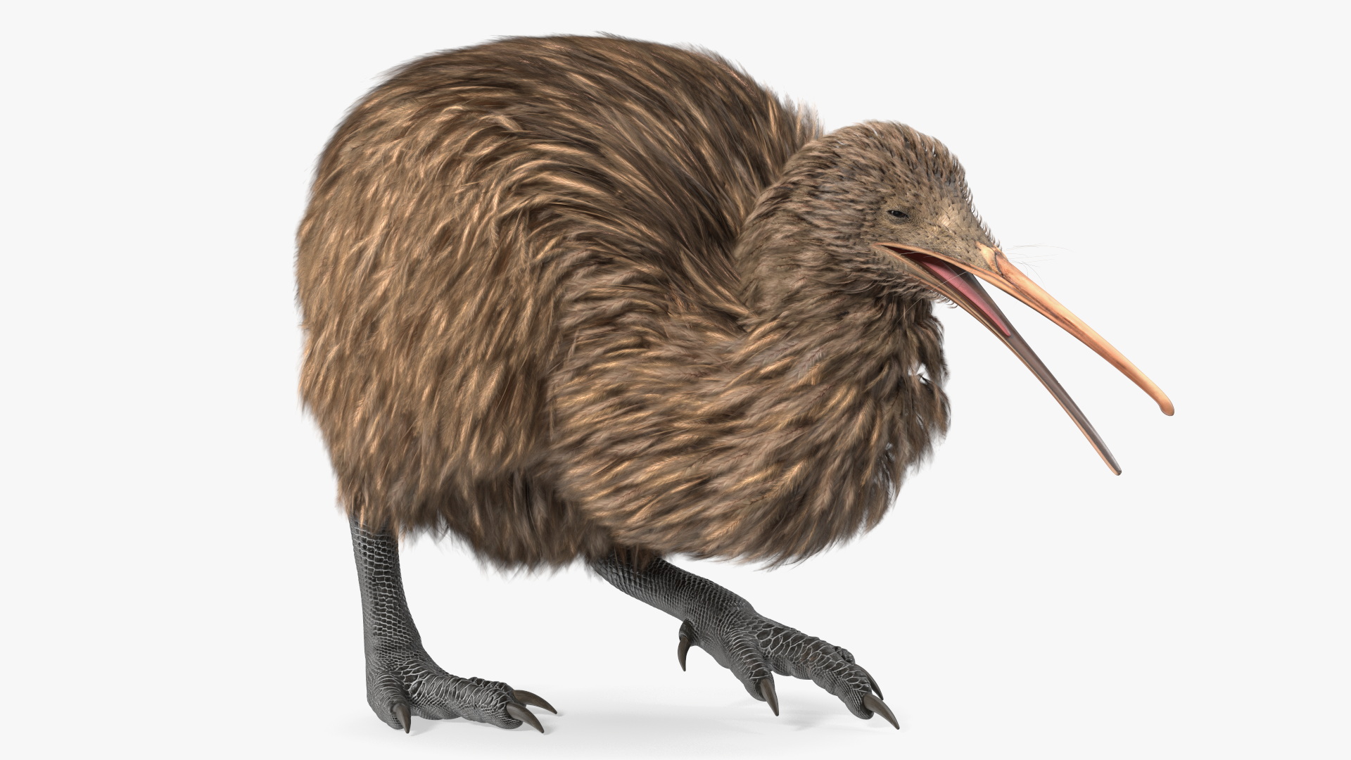 Kiwi Bird Walk Pose 3D model