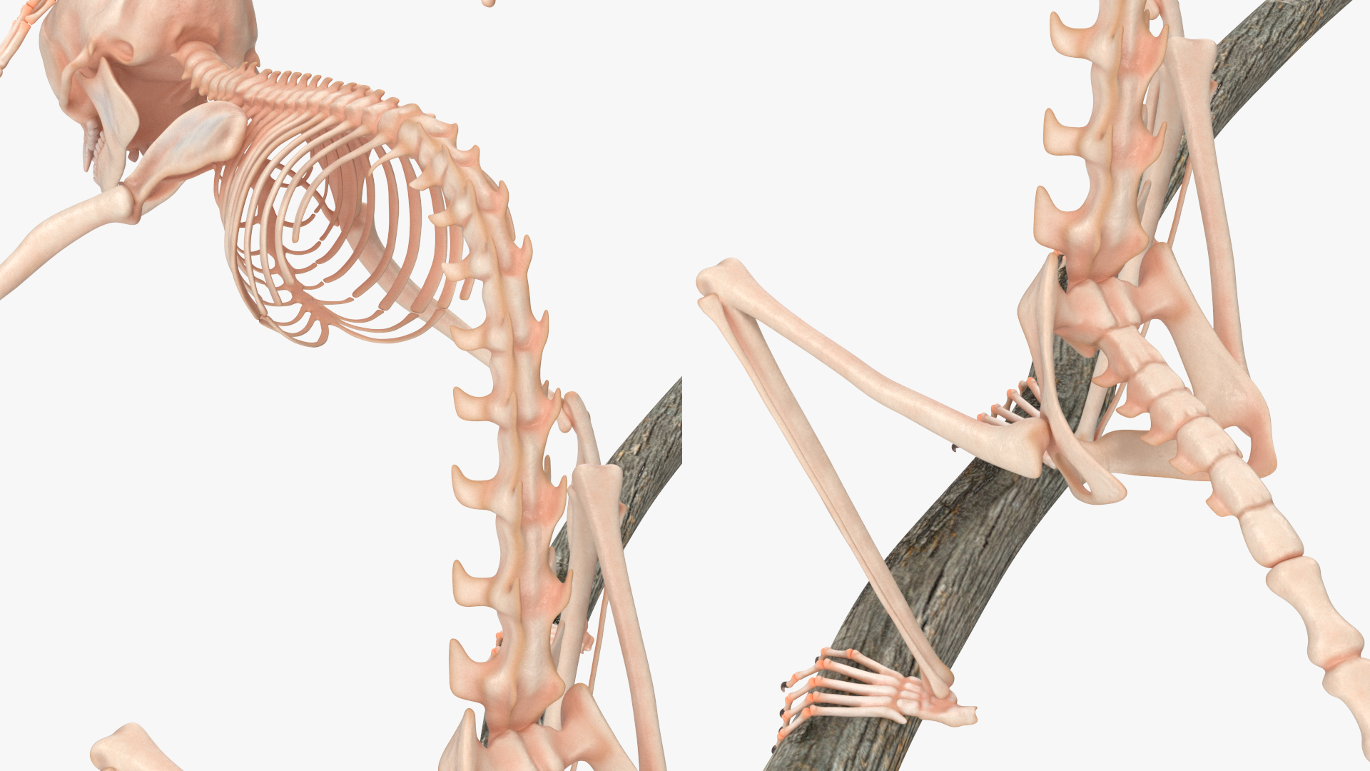 Marmoset Monkey Skeleton Sitting 3D