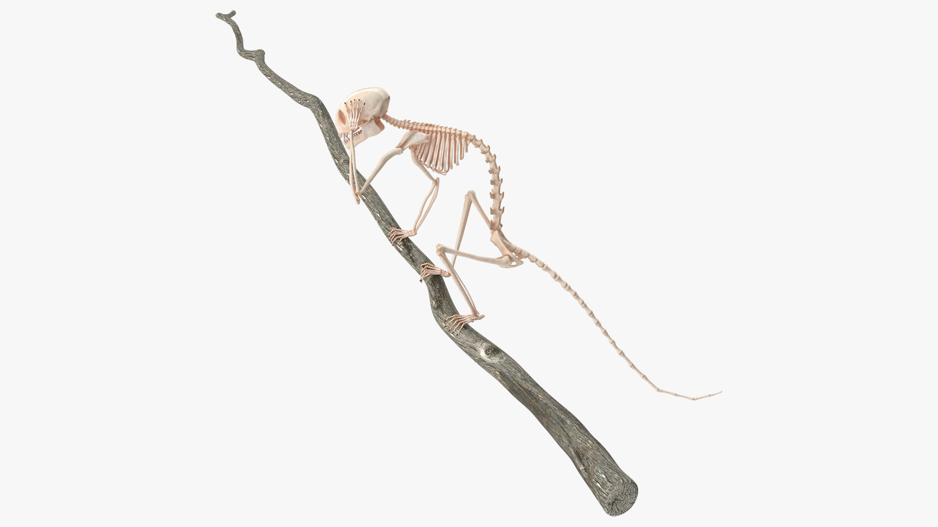 Marmoset Monkey Skeleton Sitting 3D