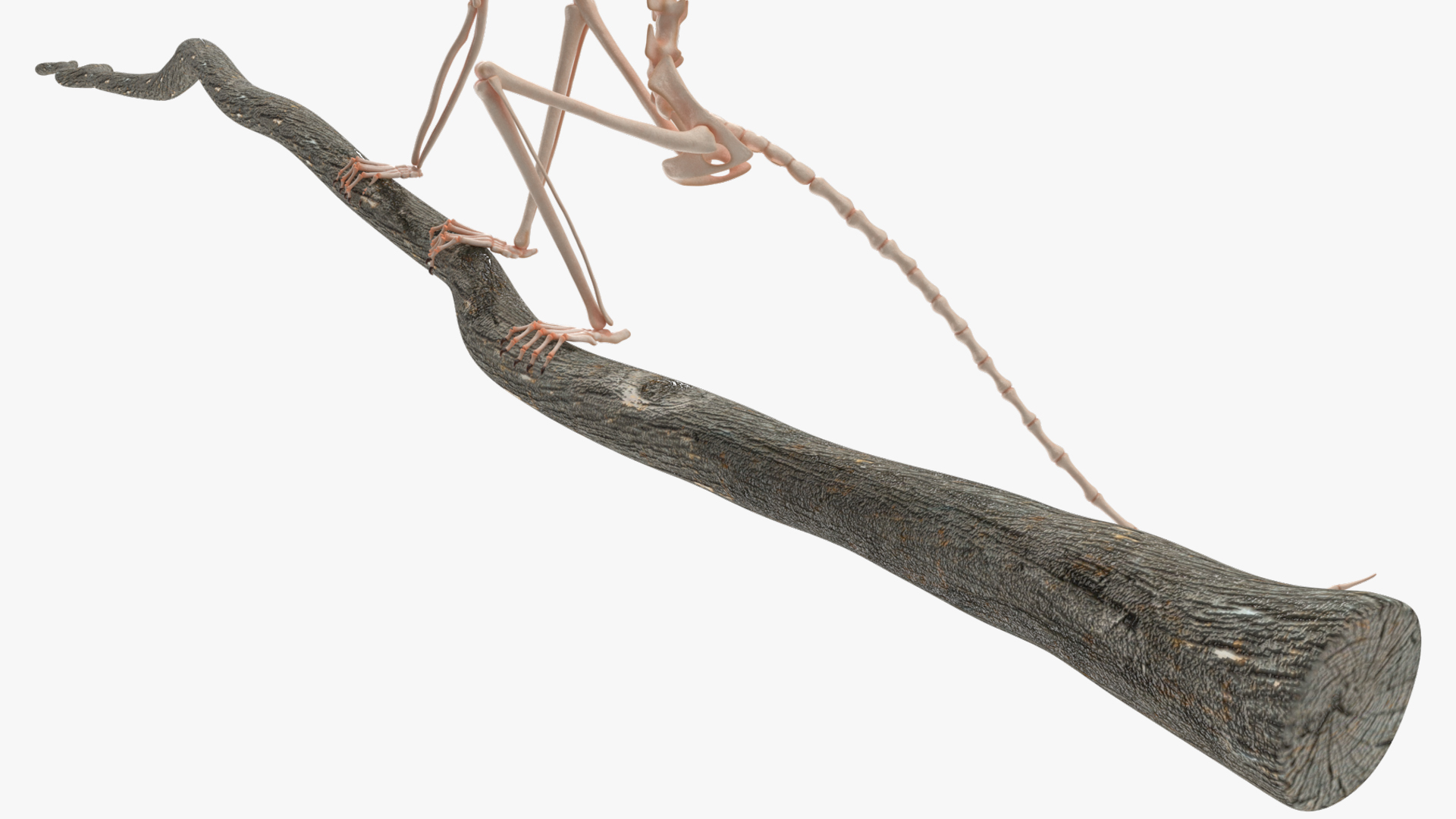 Marmoset Monkey Skeleton Sitting 3D