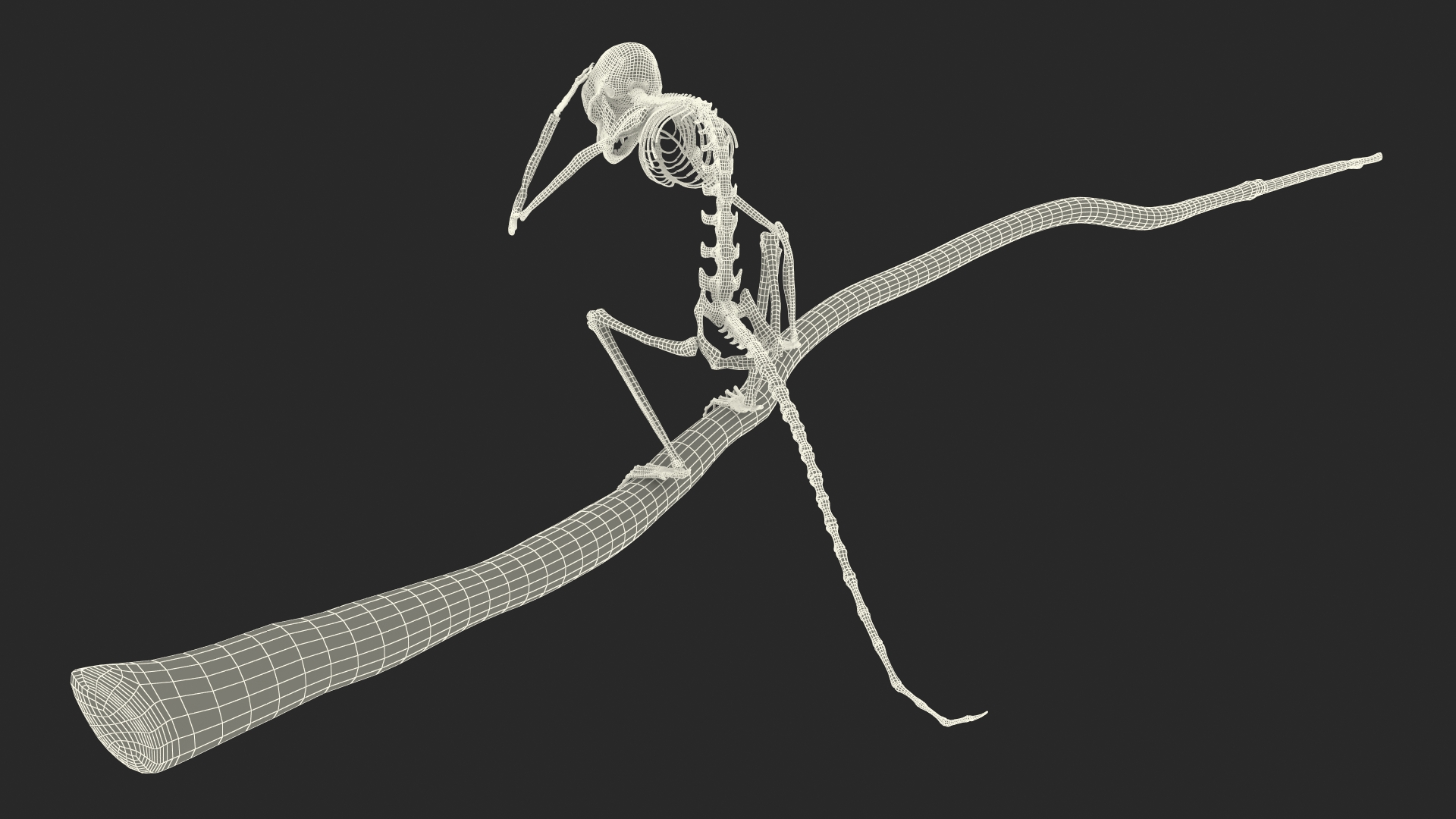 Marmoset Monkey Skeleton Sitting 3D