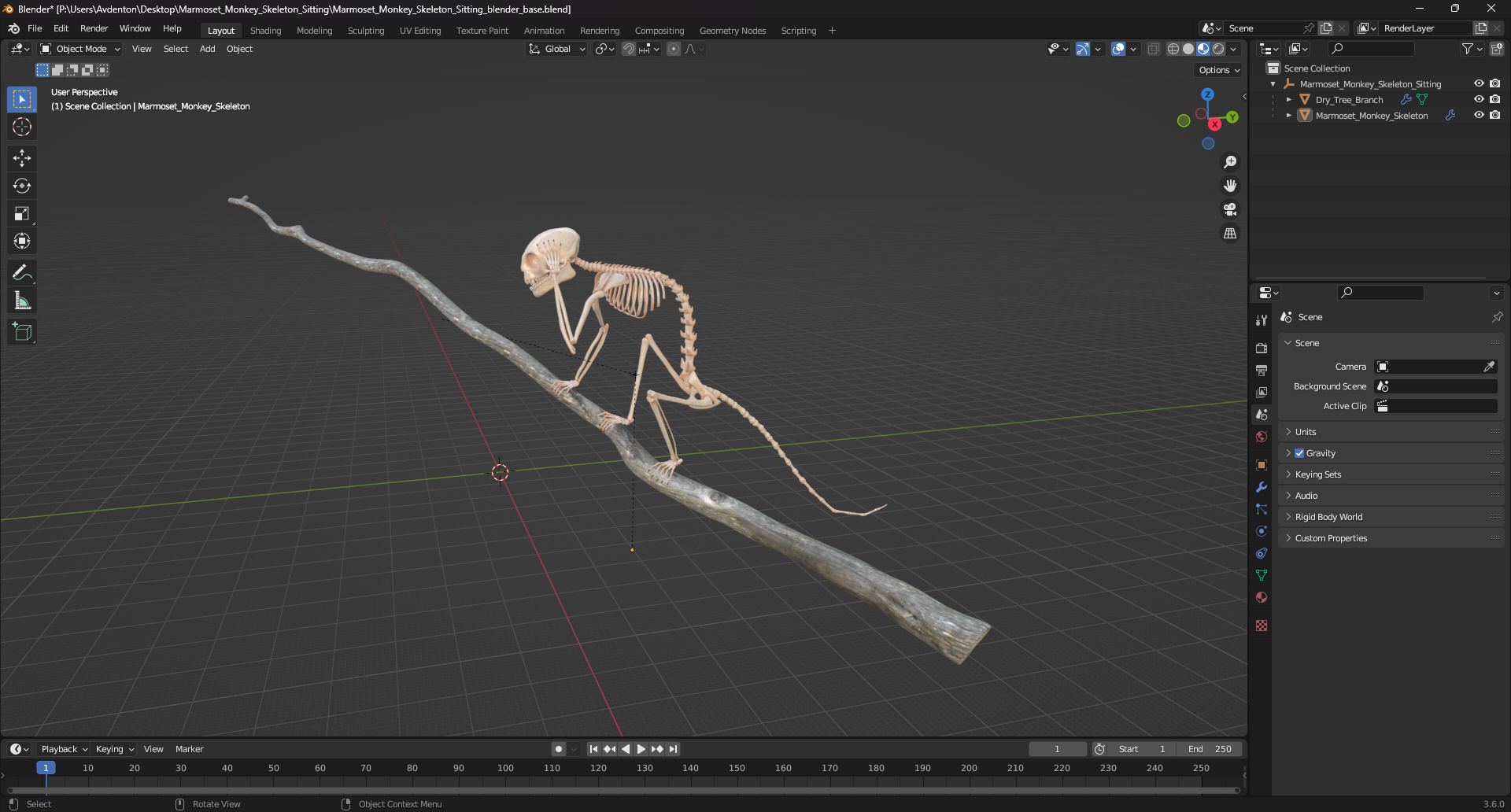 Marmoset Monkey Skeleton Sitting 3D