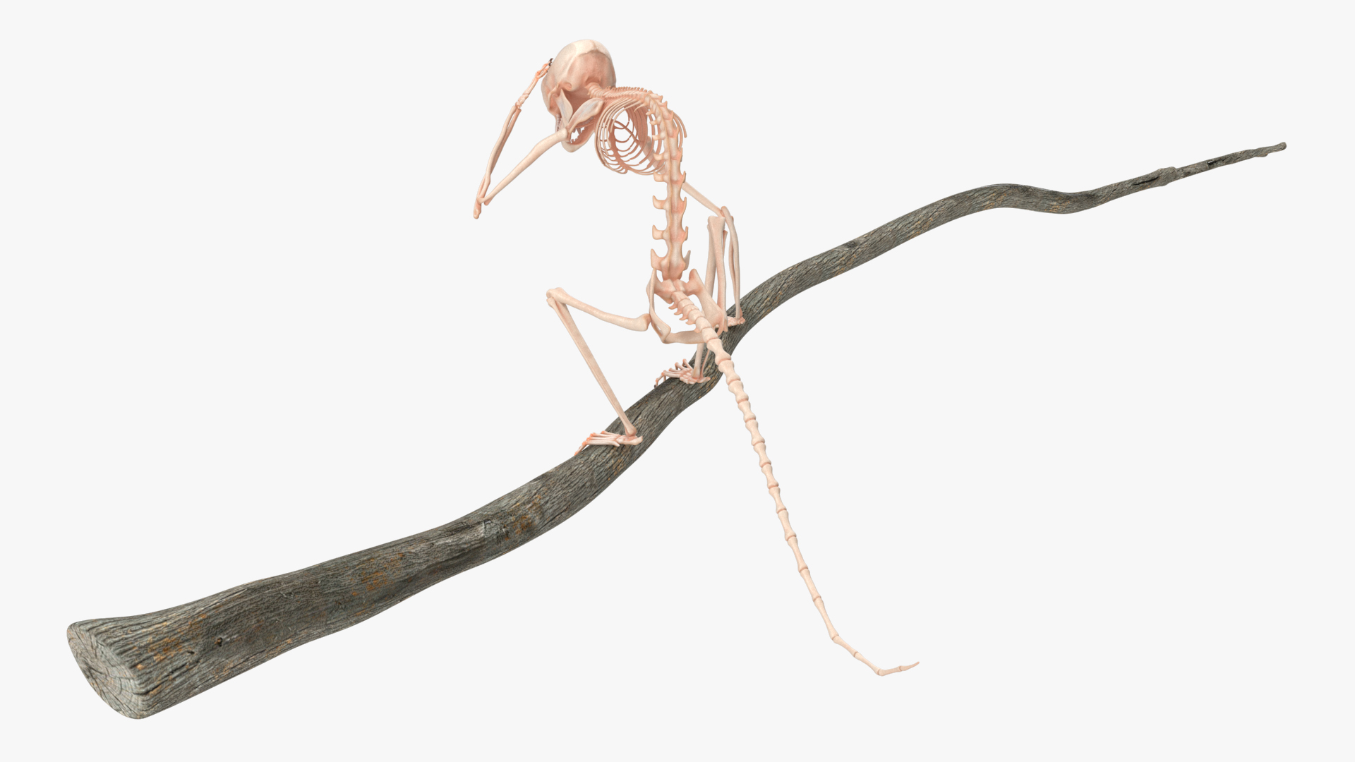 Marmoset Monkey Skeleton Sitting 3D