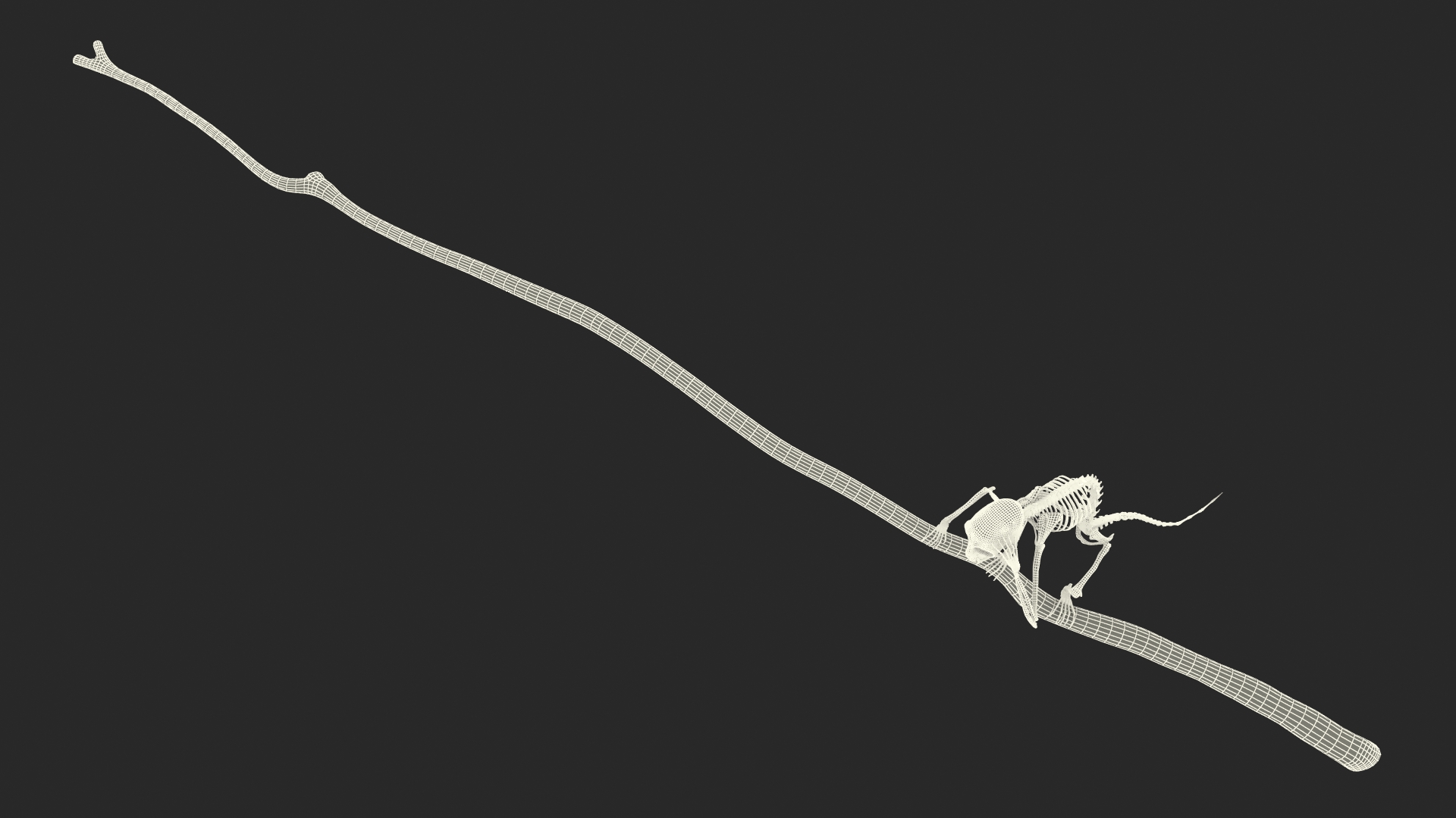 Marmoset Monkey Skeleton Sitting 3D