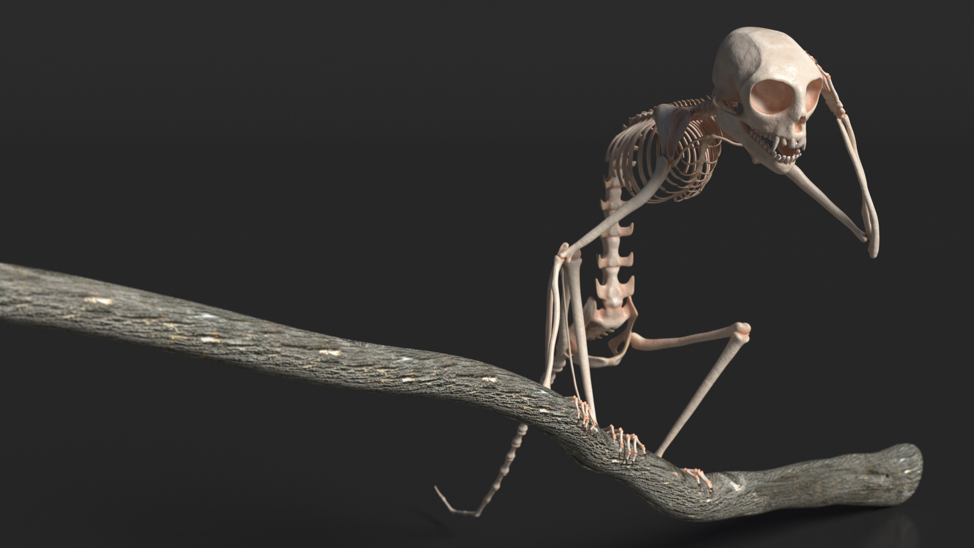 Marmoset Monkey Skeleton Sitting 3D