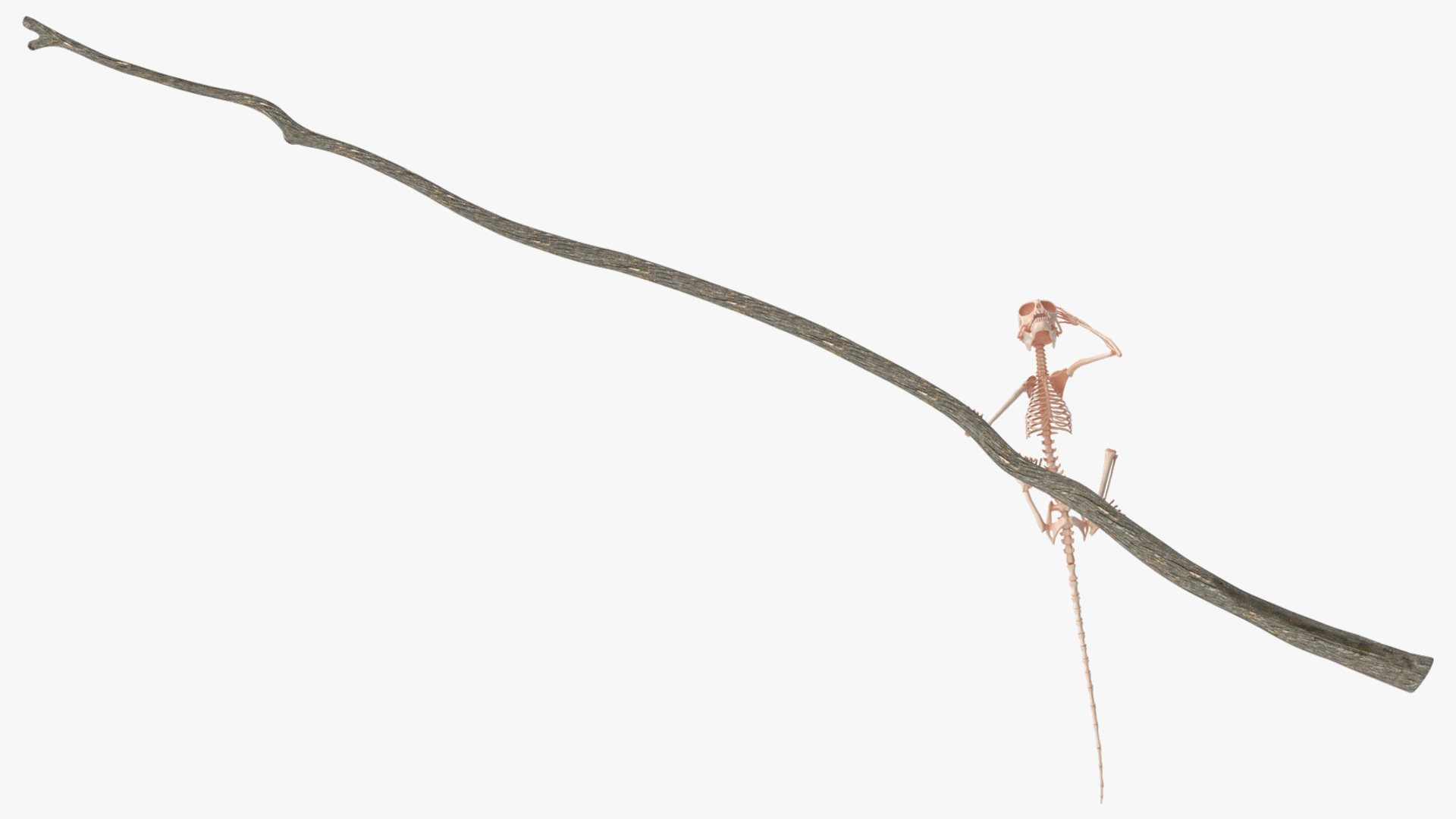 Marmoset Monkey Skeleton Sitting 3D