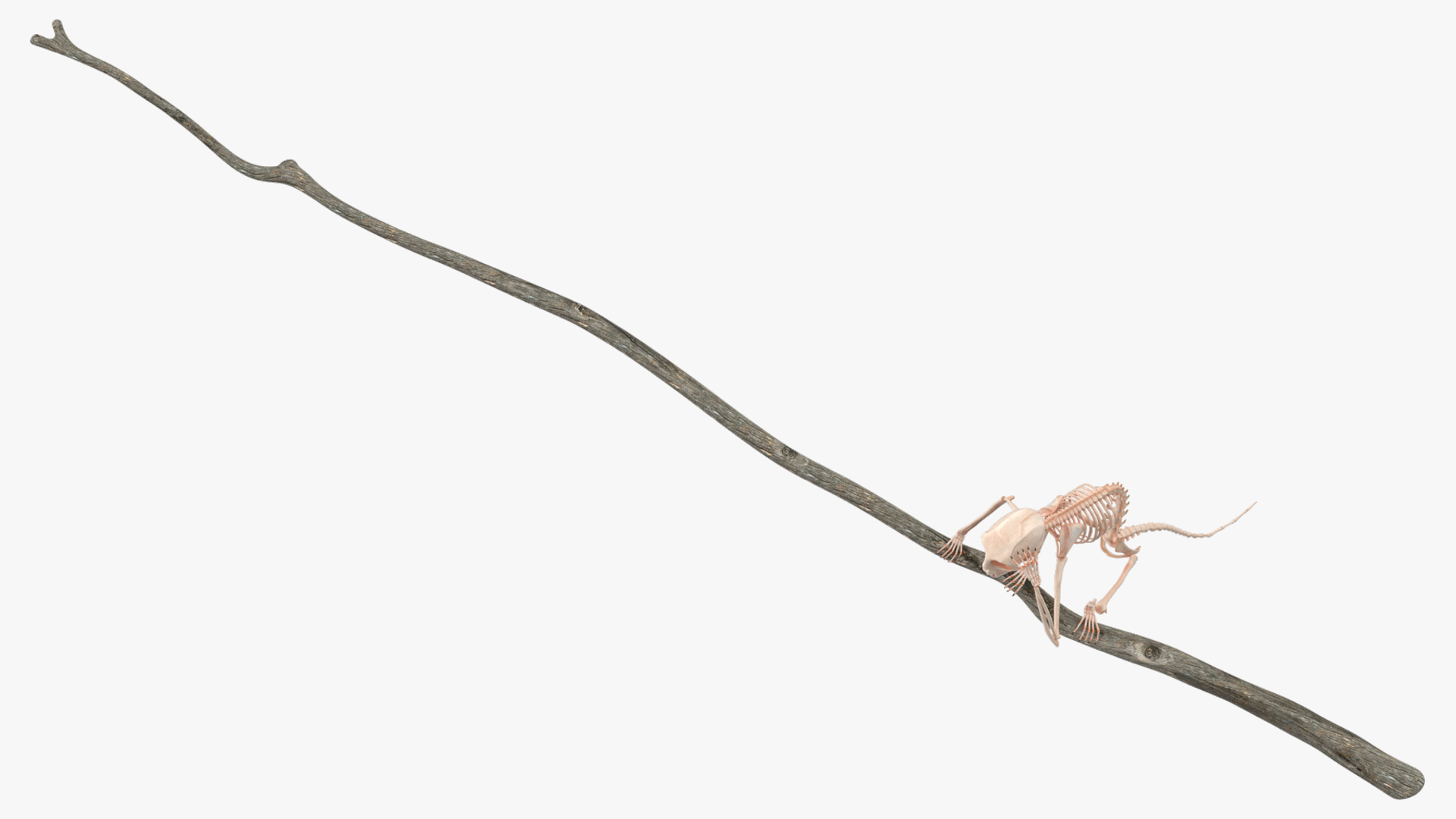 Marmoset Monkey Skeleton Sitting 3D