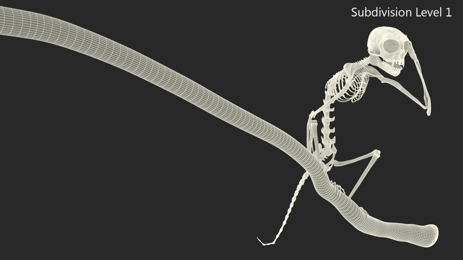 Marmoset Monkey Skeleton Sitting 3D