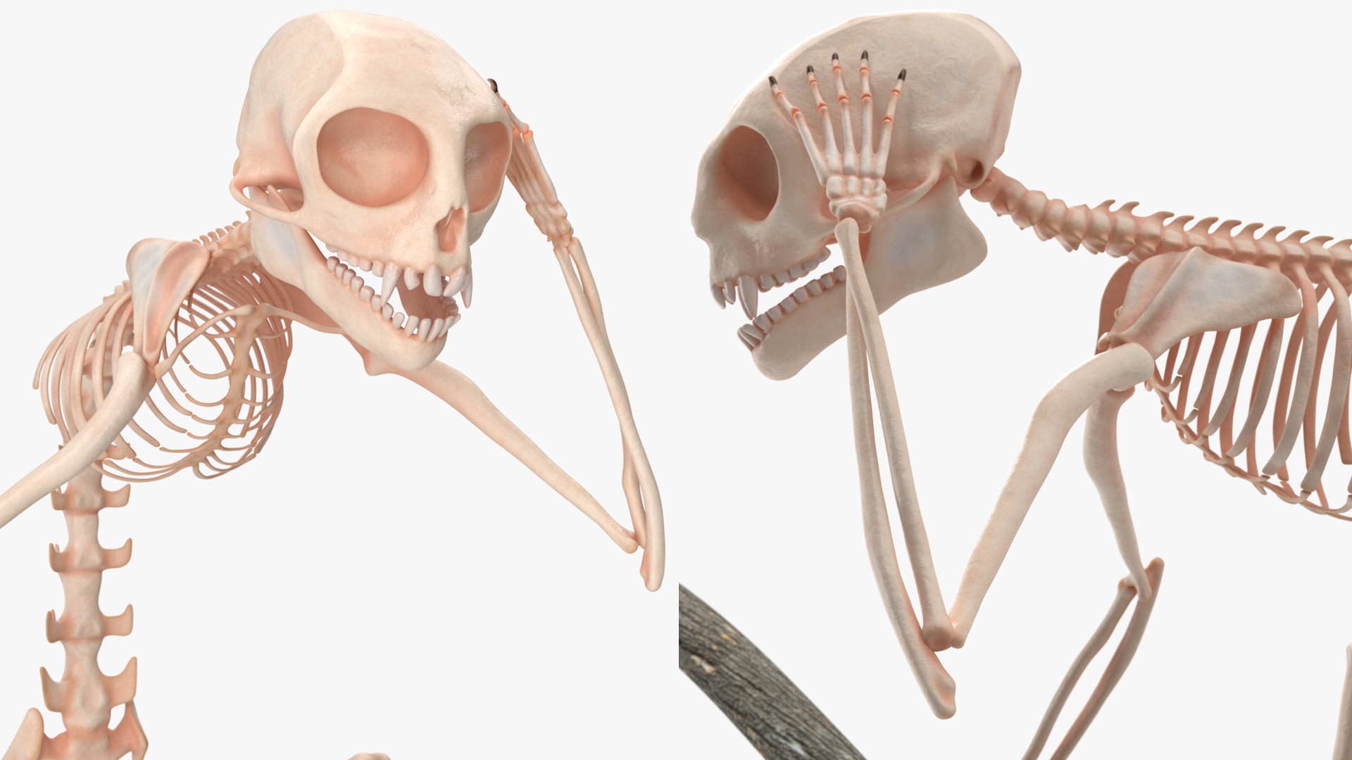 Marmoset Monkey Skeleton Sitting 3D