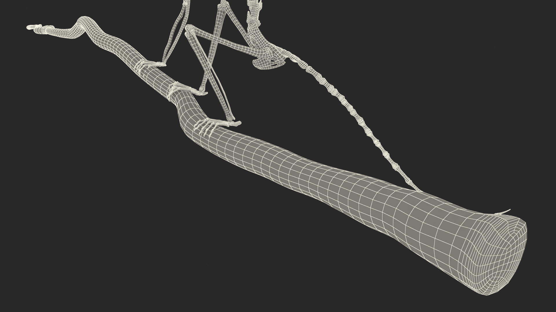 Marmoset Monkey Skeleton Sitting 3D