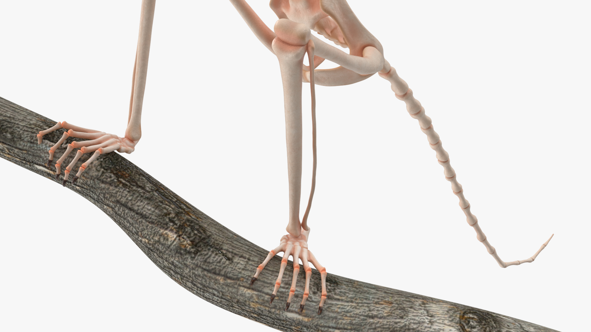 Marmoset Monkey Skeleton Sitting 3D