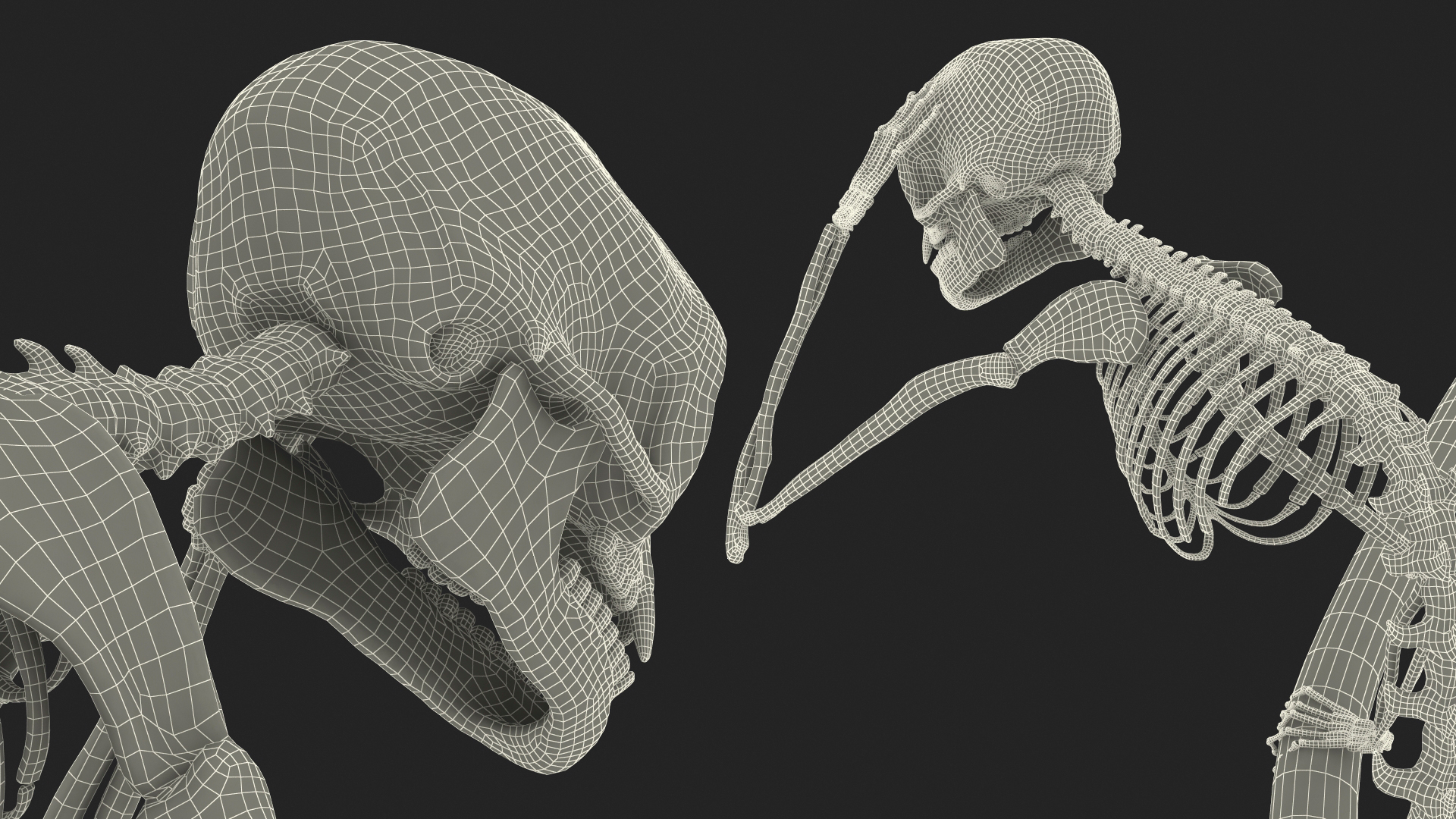 Marmoset Monkey Skeleton Sitting 3D