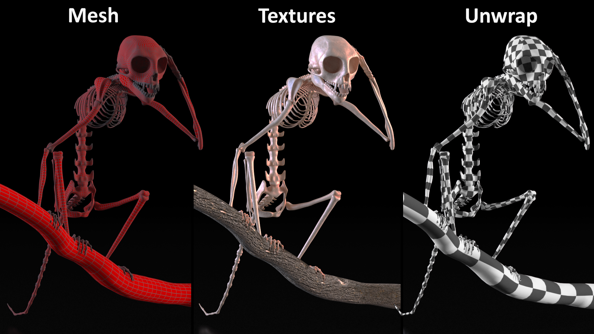 Marmoset Monkey Skeleton Sitting 3D