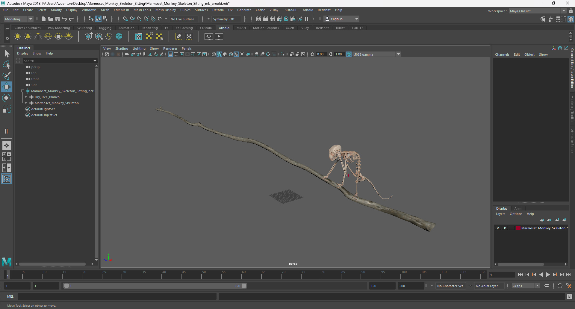 Marmoset Monkey Skeleton Sitting 3D