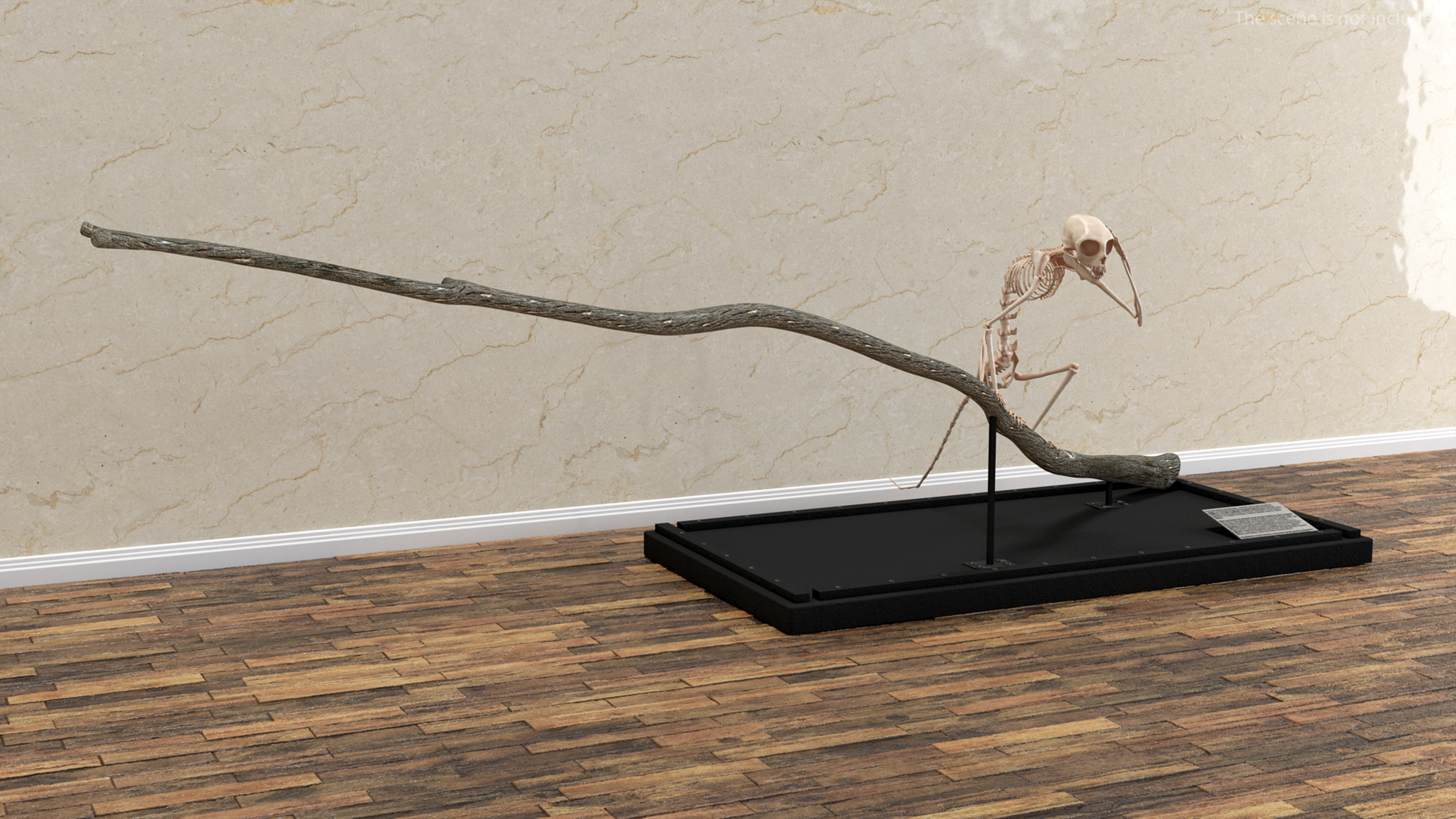 Marmoset Monkey Skeleton Sitting 3D