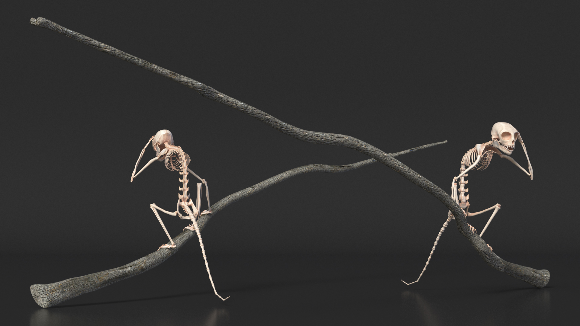 Marmoset Monkey Skeleton Sitting 3D