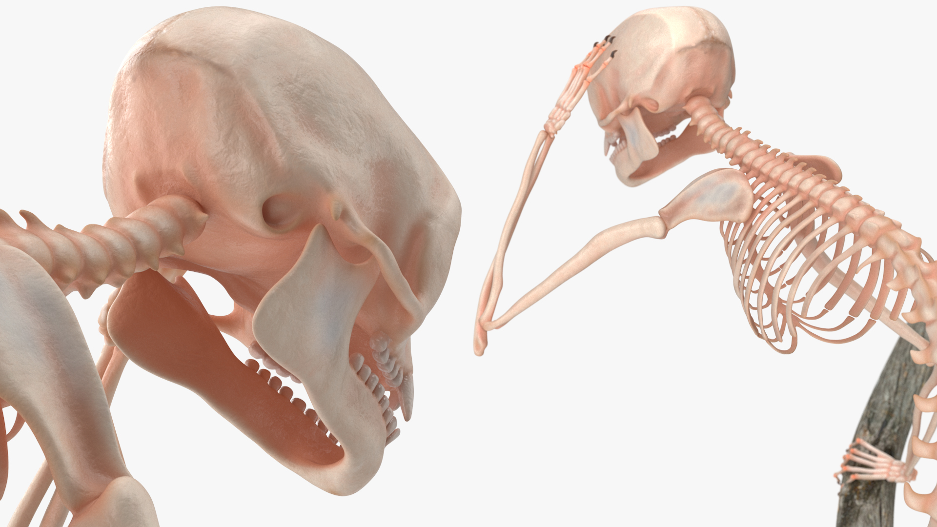 Marmoset Monkey Skeleton Sitting 3D