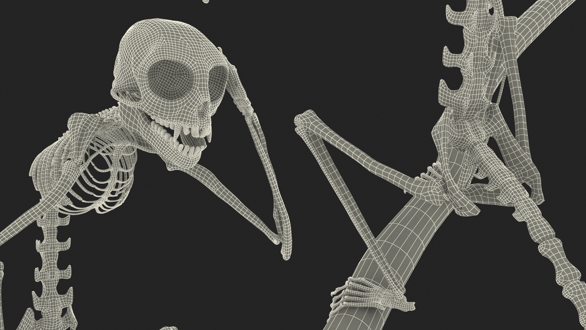 Marmoset Monkey Skeleton Sitting 3D