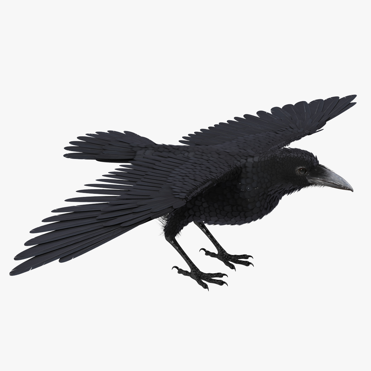 Black Crow