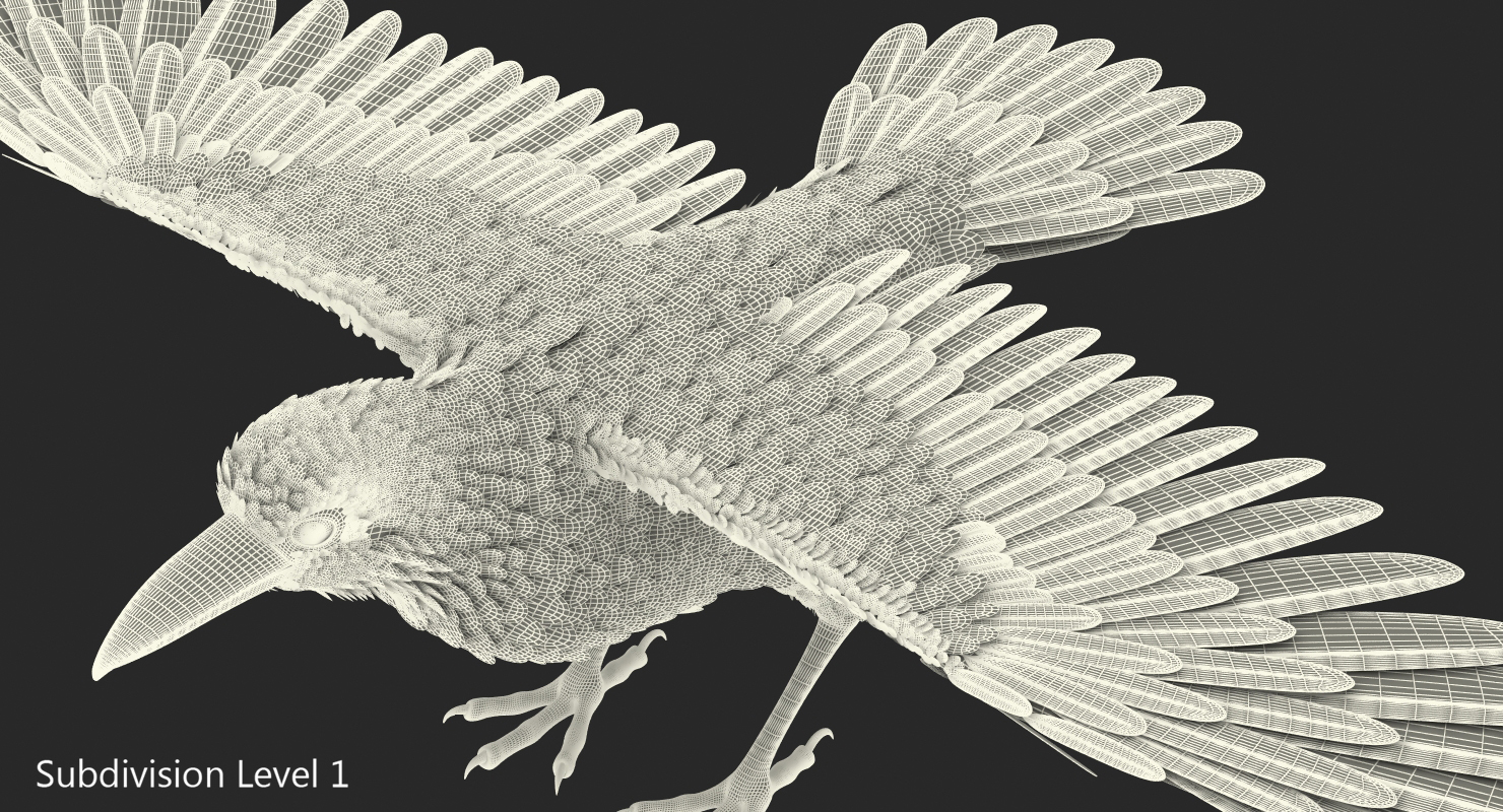 3D model Black Crow