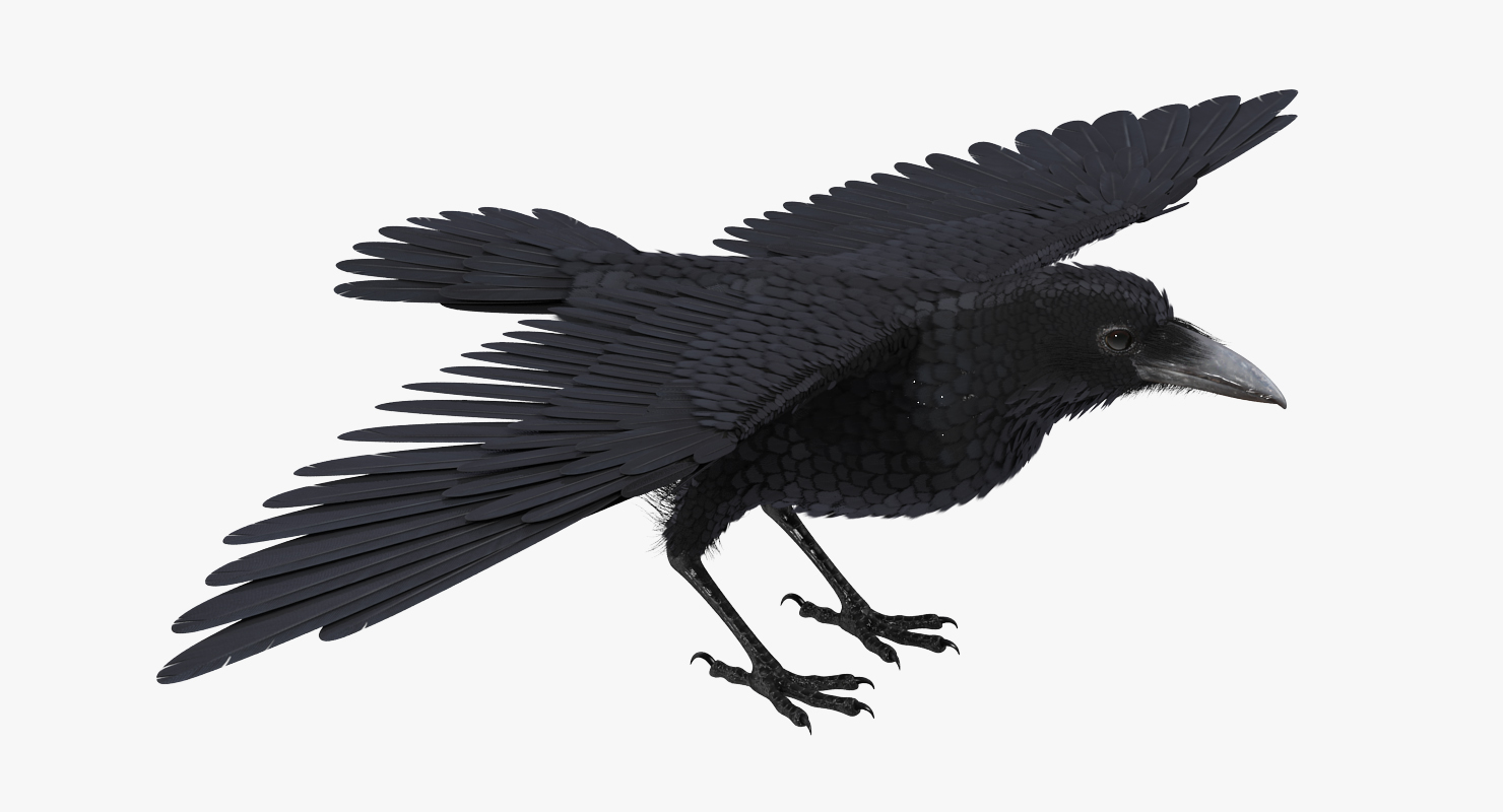 3D model Black Crow