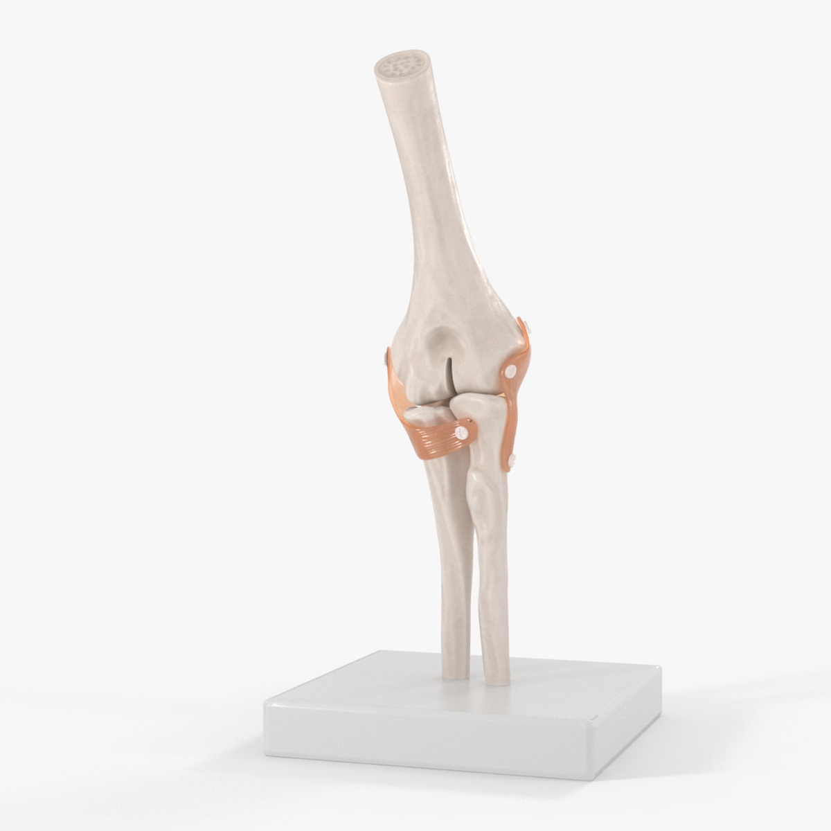 Elbow Joint Rigged for Maya 3D