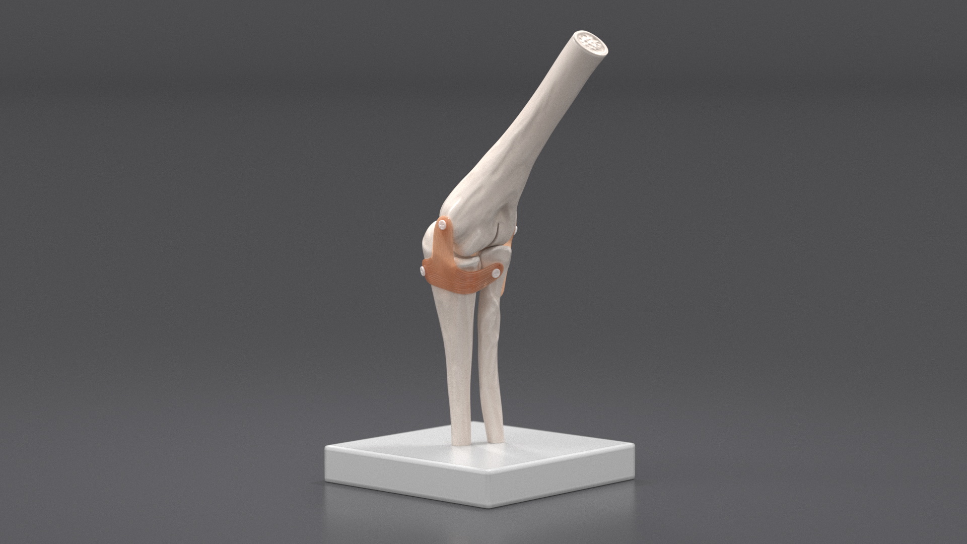 Elbow Joint Rigged for Maya 3D