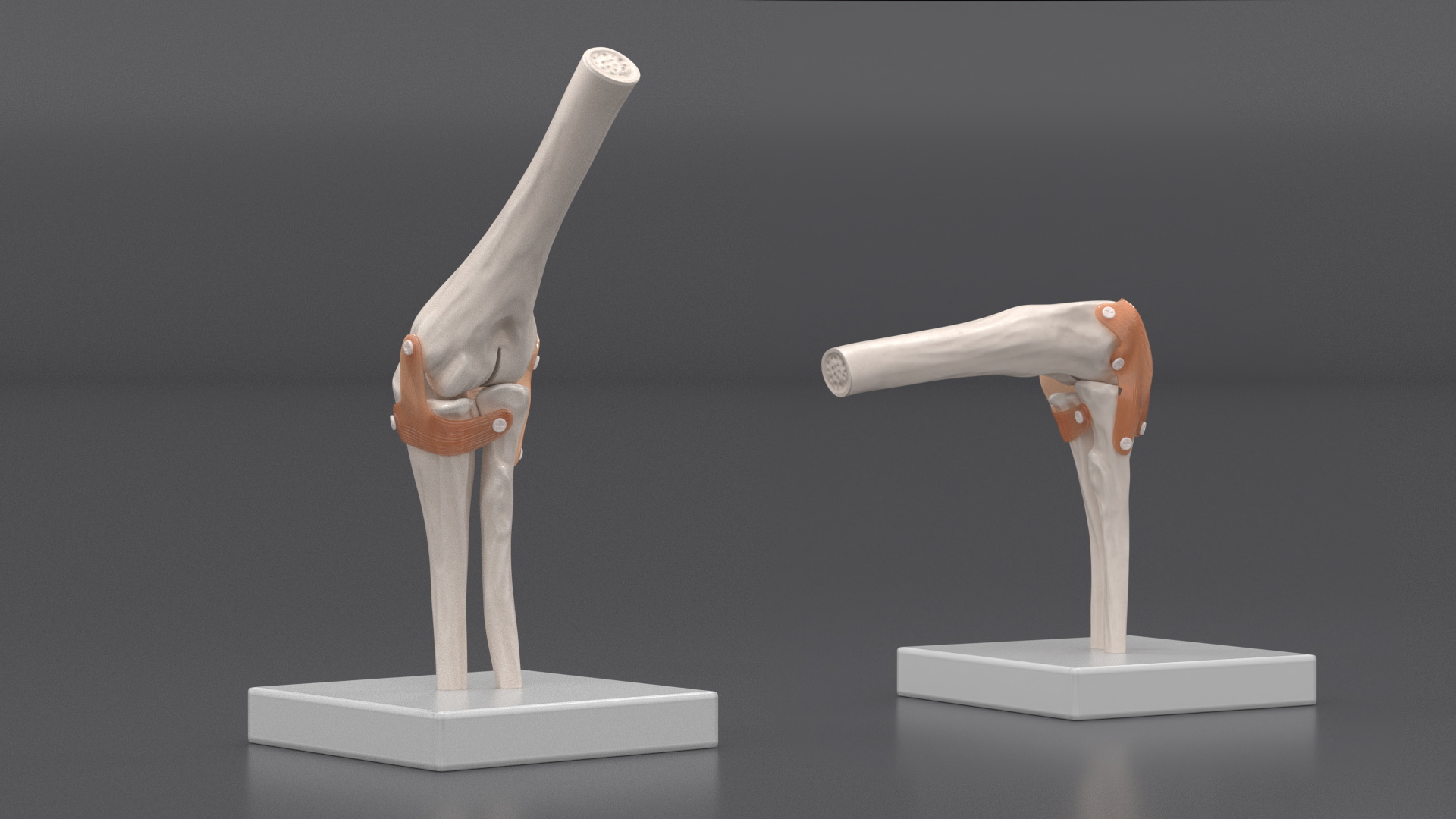 Elbow Joint Rigged for Maya 3D