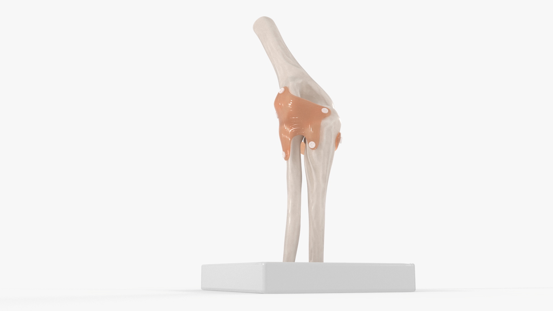Elbow Joint Rigged for Maya 3D