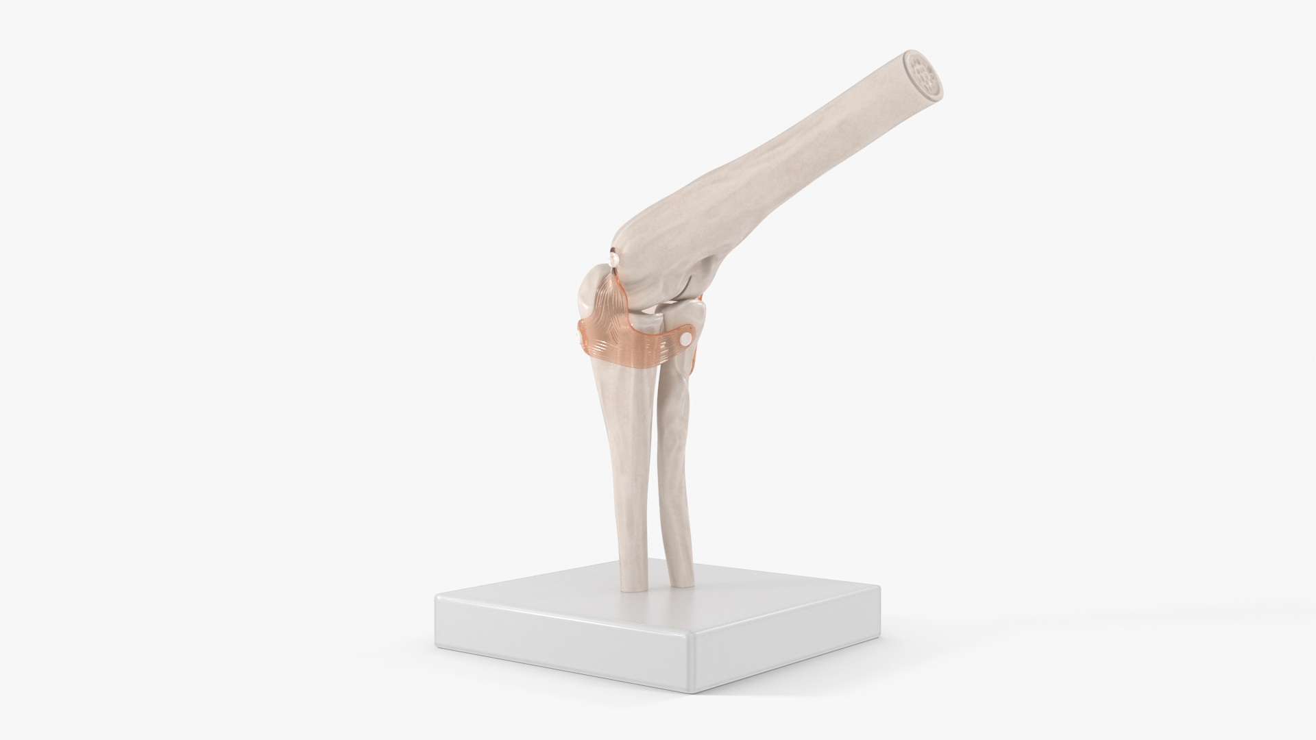 Elbow Joint Rigged for Maya 3D