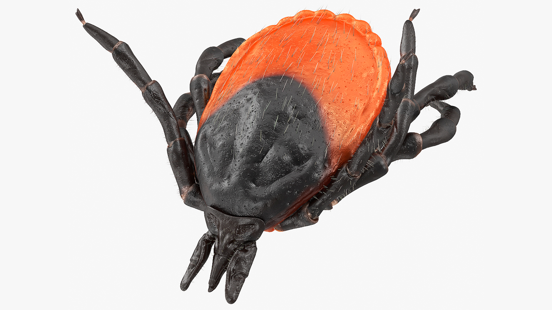 3D Tick Bite Pose Fur model