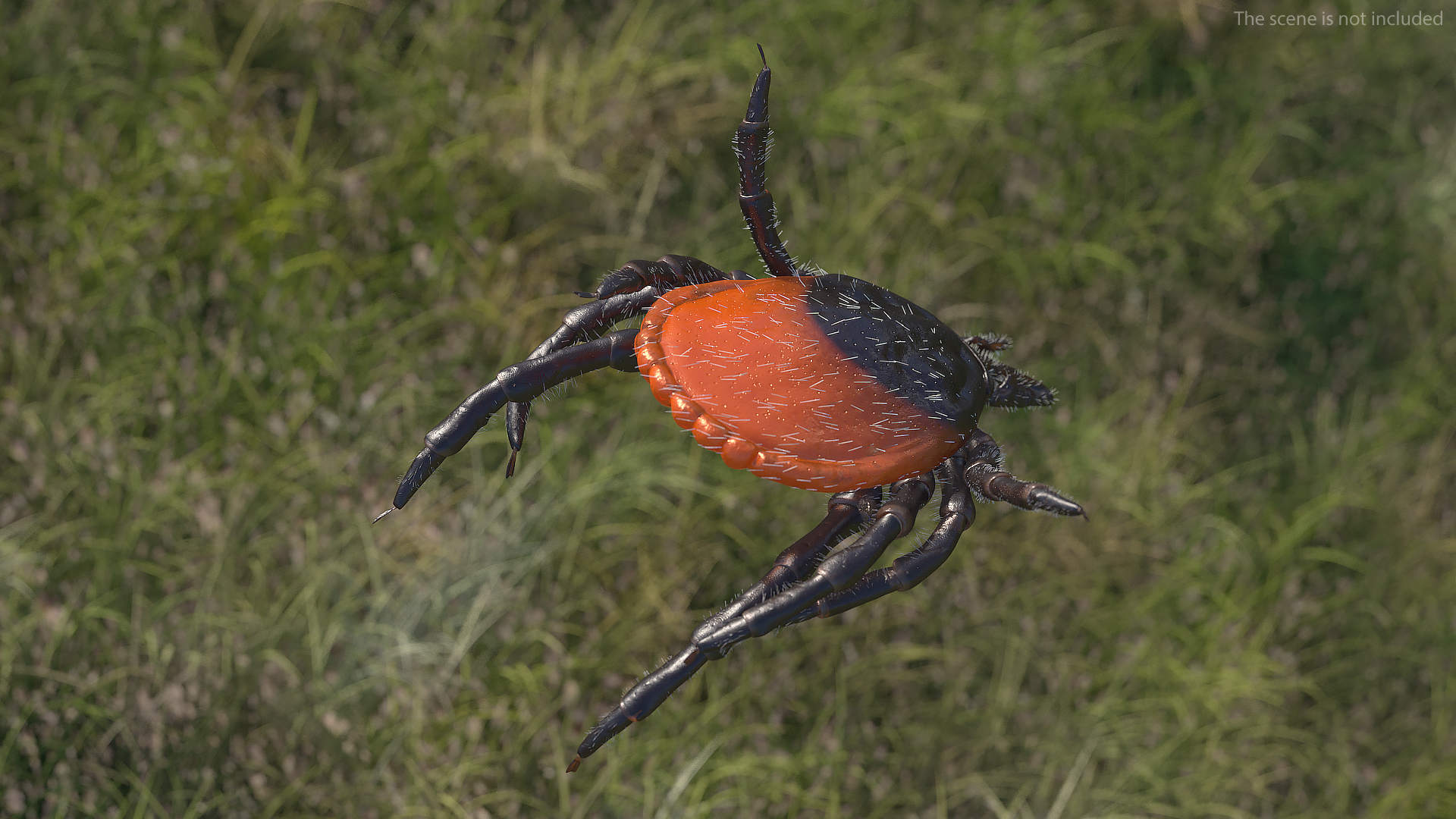 3D Tick Bite Pose Fur model