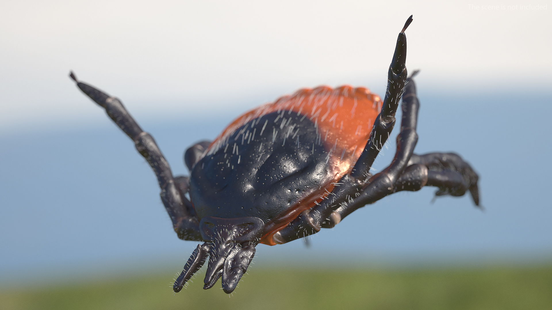 3D Tick Bite Pose Fur model