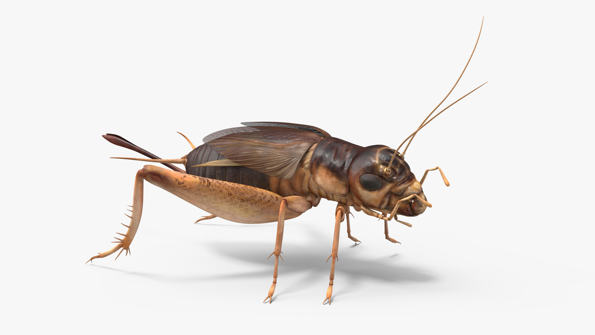 3D Gryllinae Rigged