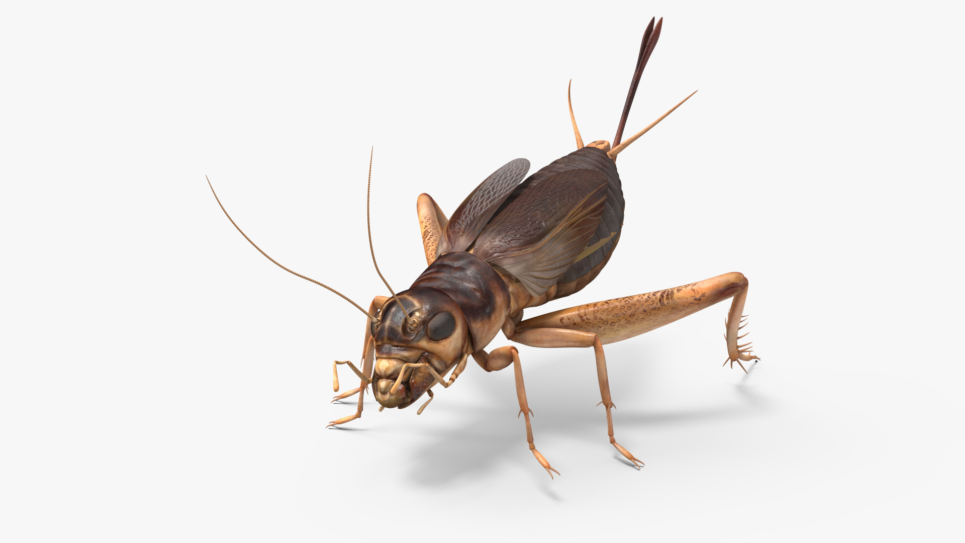3D Gryllinae Rigged