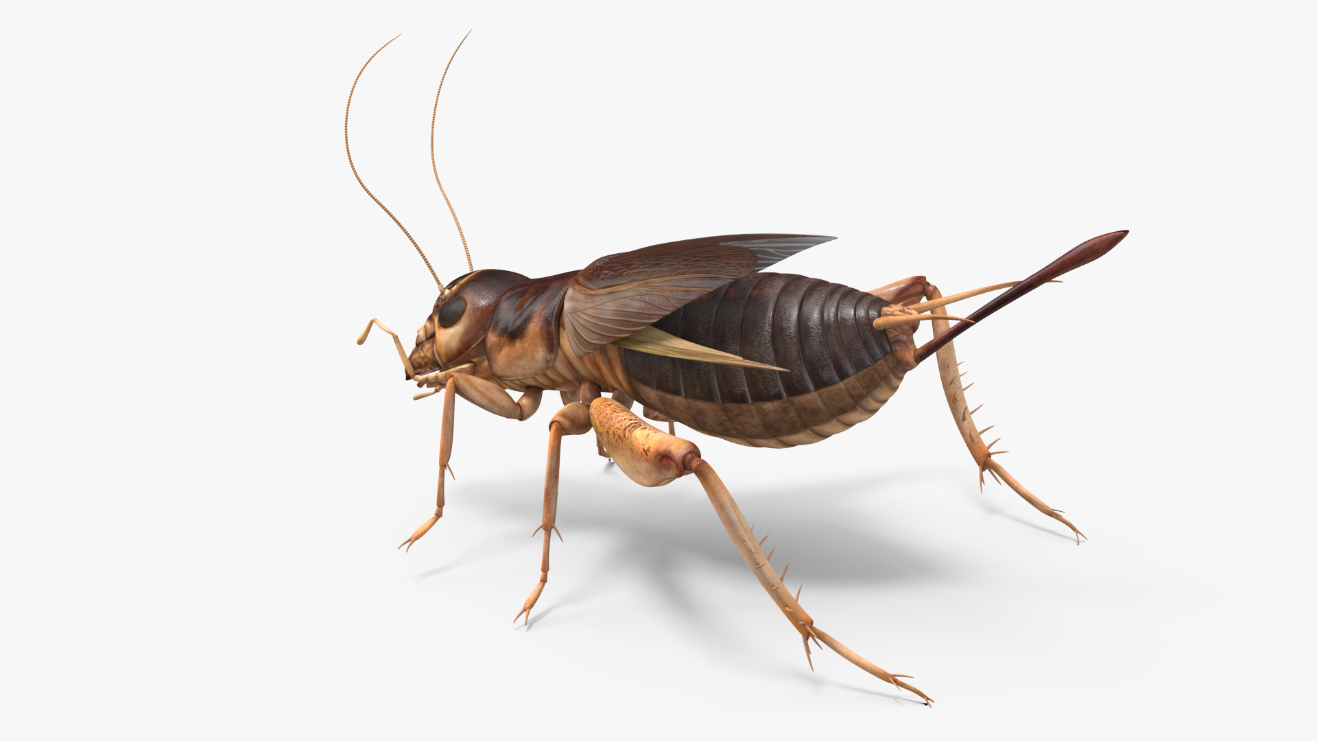 3D Gryllinae Rigged