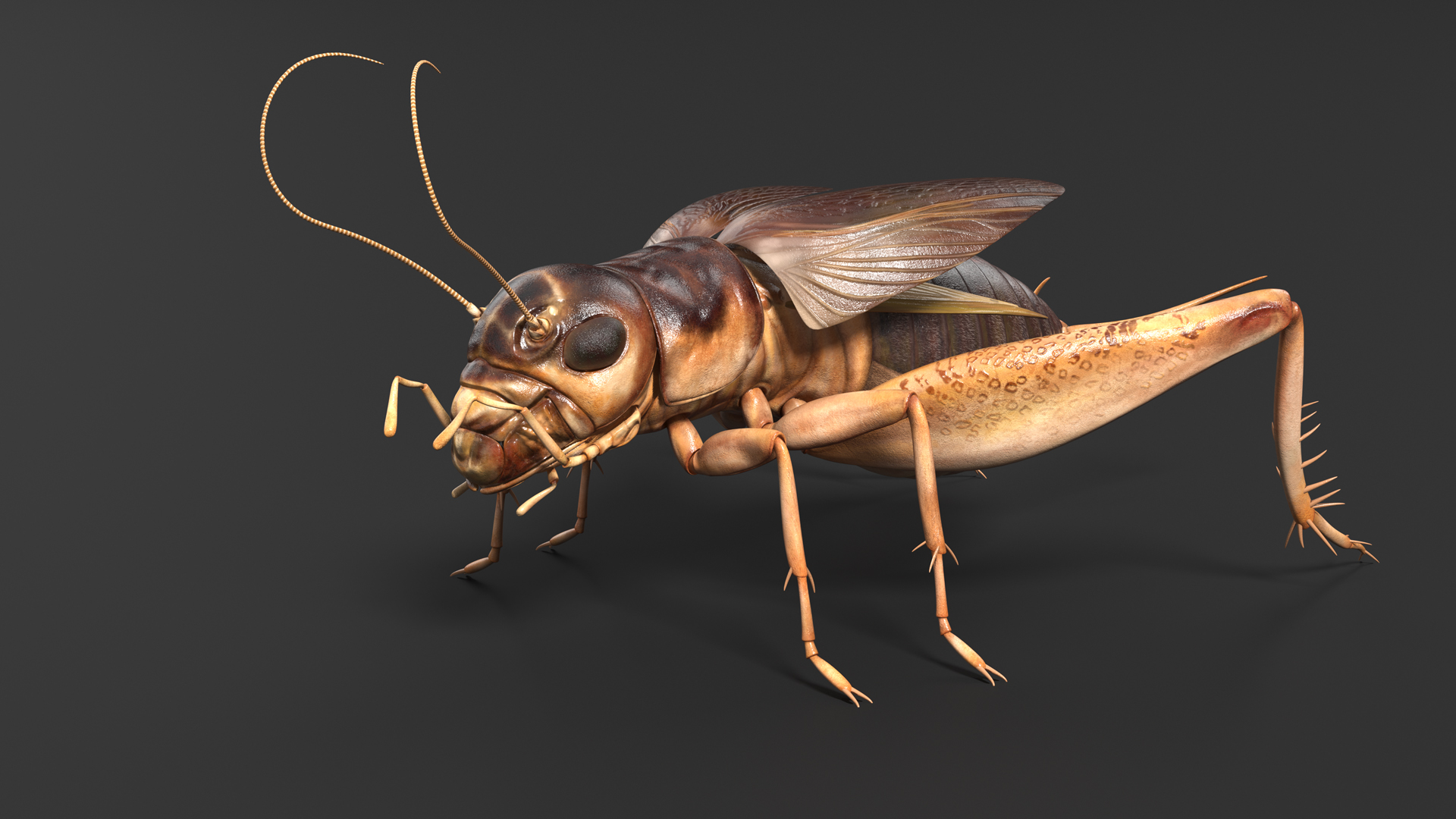 3D Gryllinae Rigged