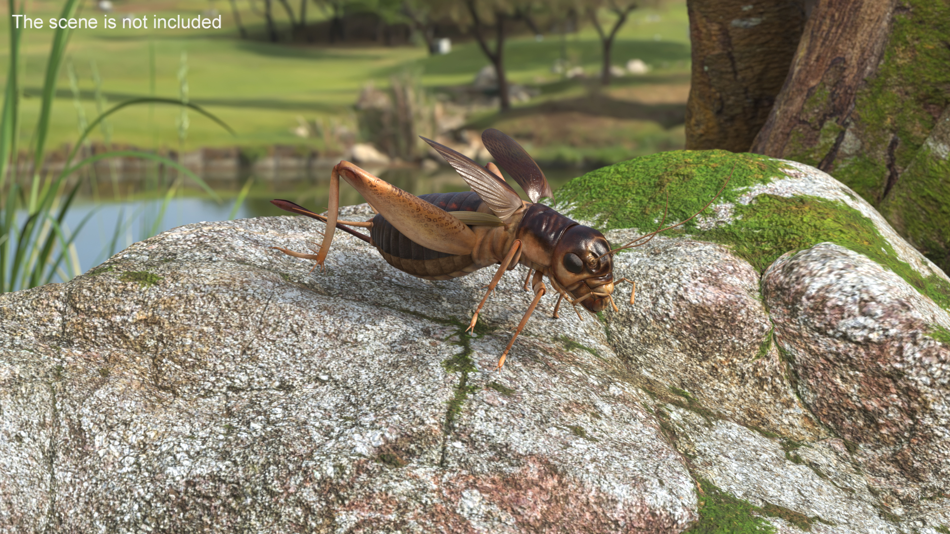 3D Gryllinae Rigged