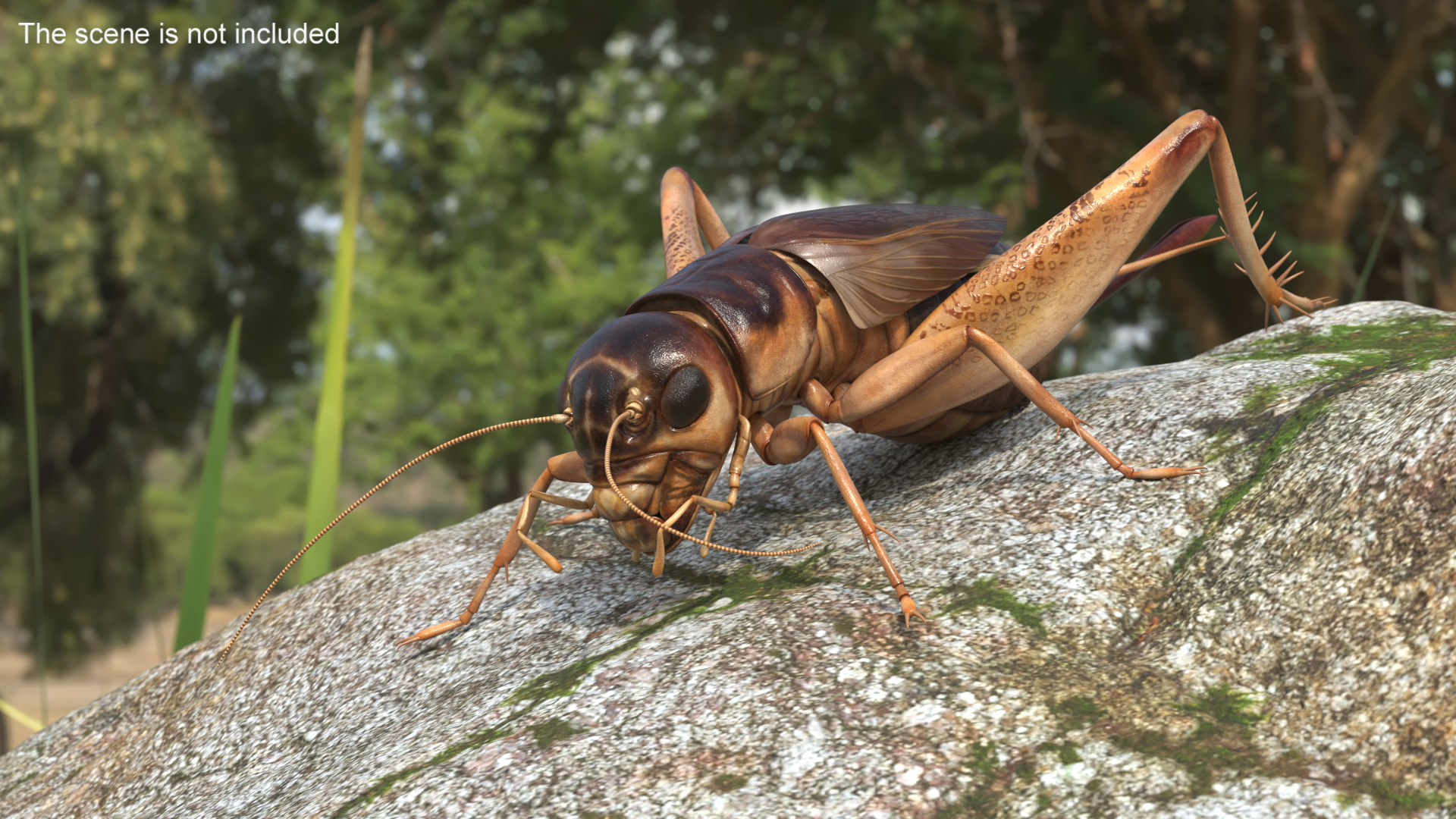 3D Gryllinae Rigged