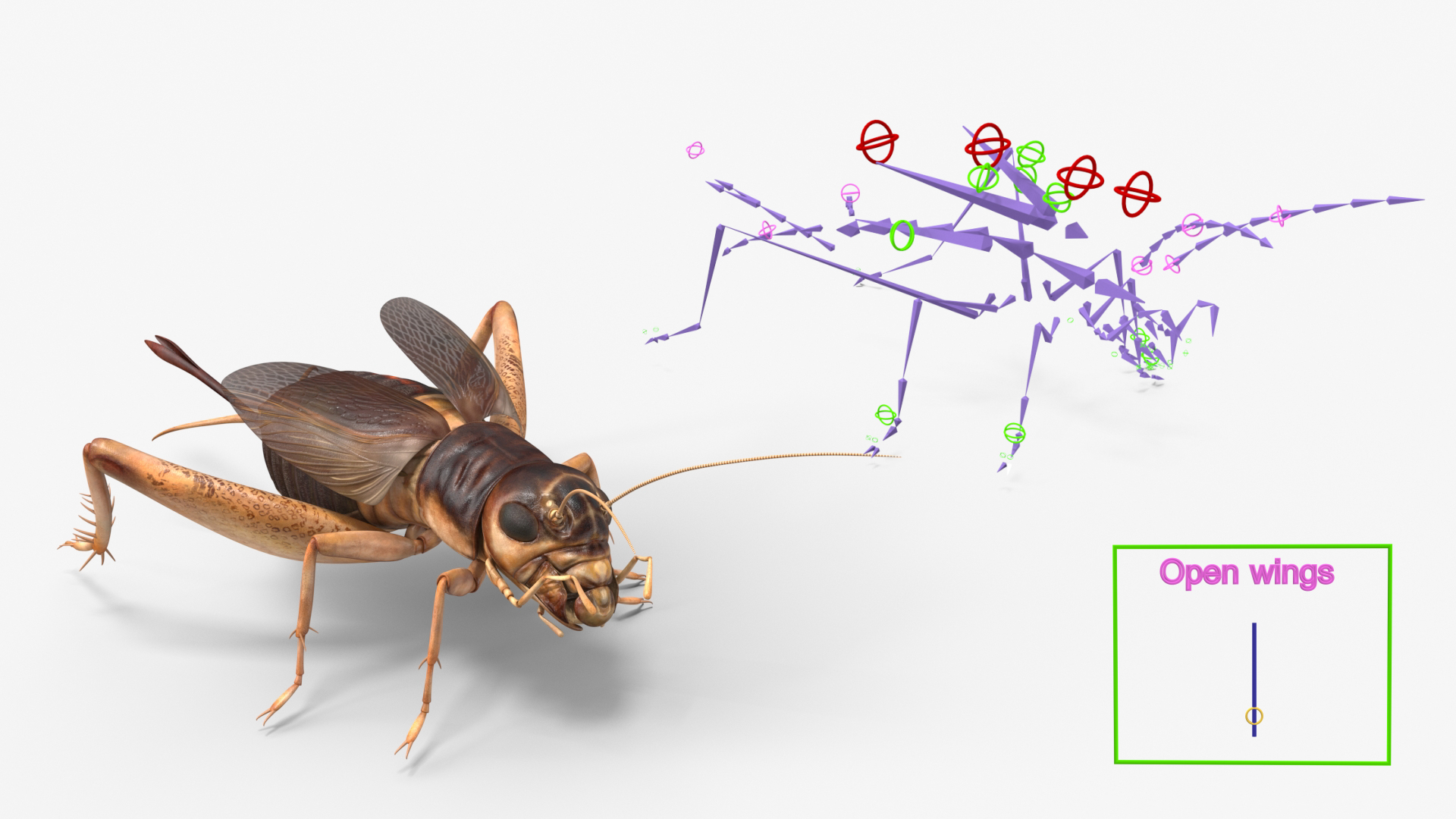 3D Gryllinae Rigged