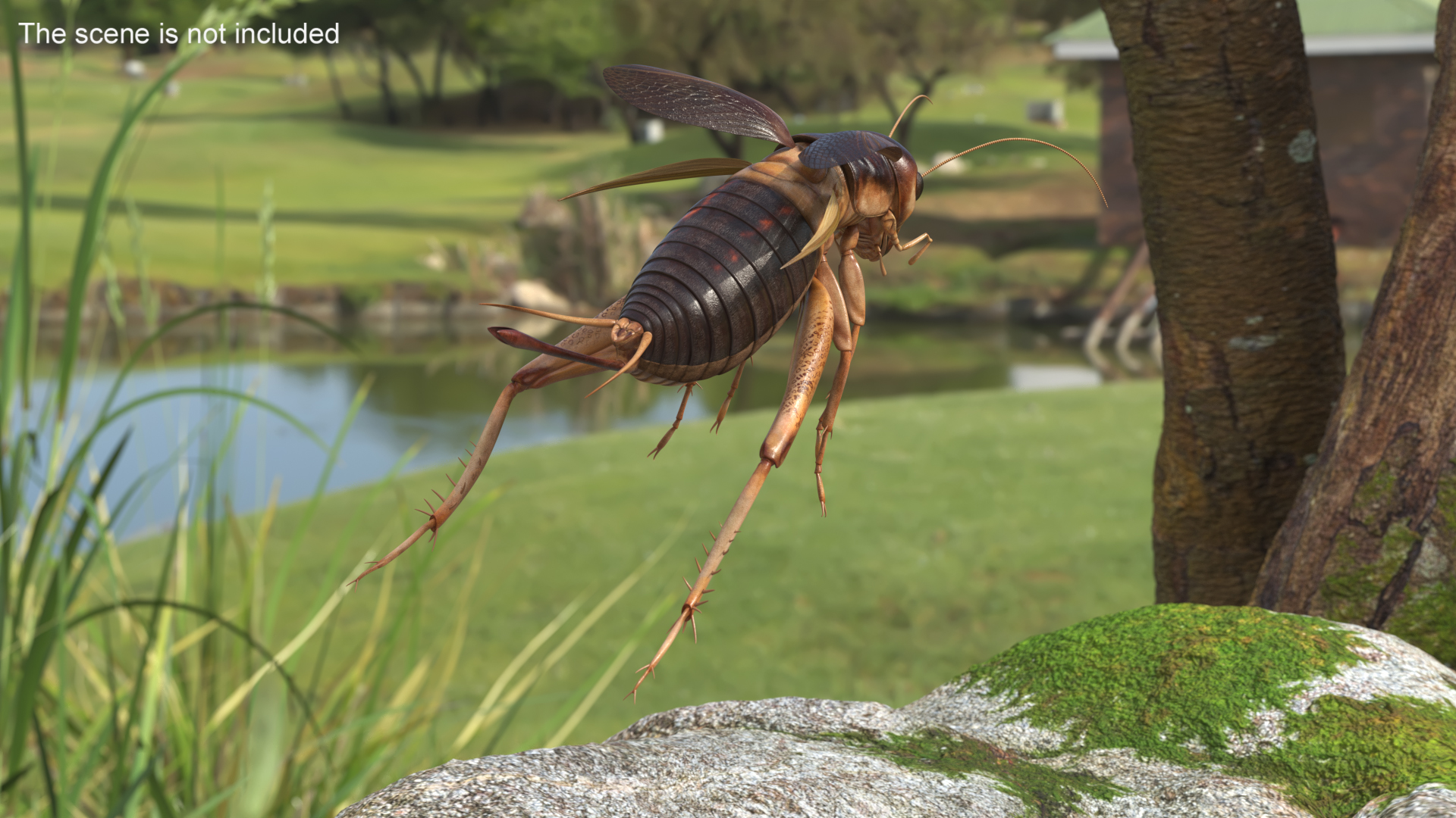3D Gryllinae Rigged