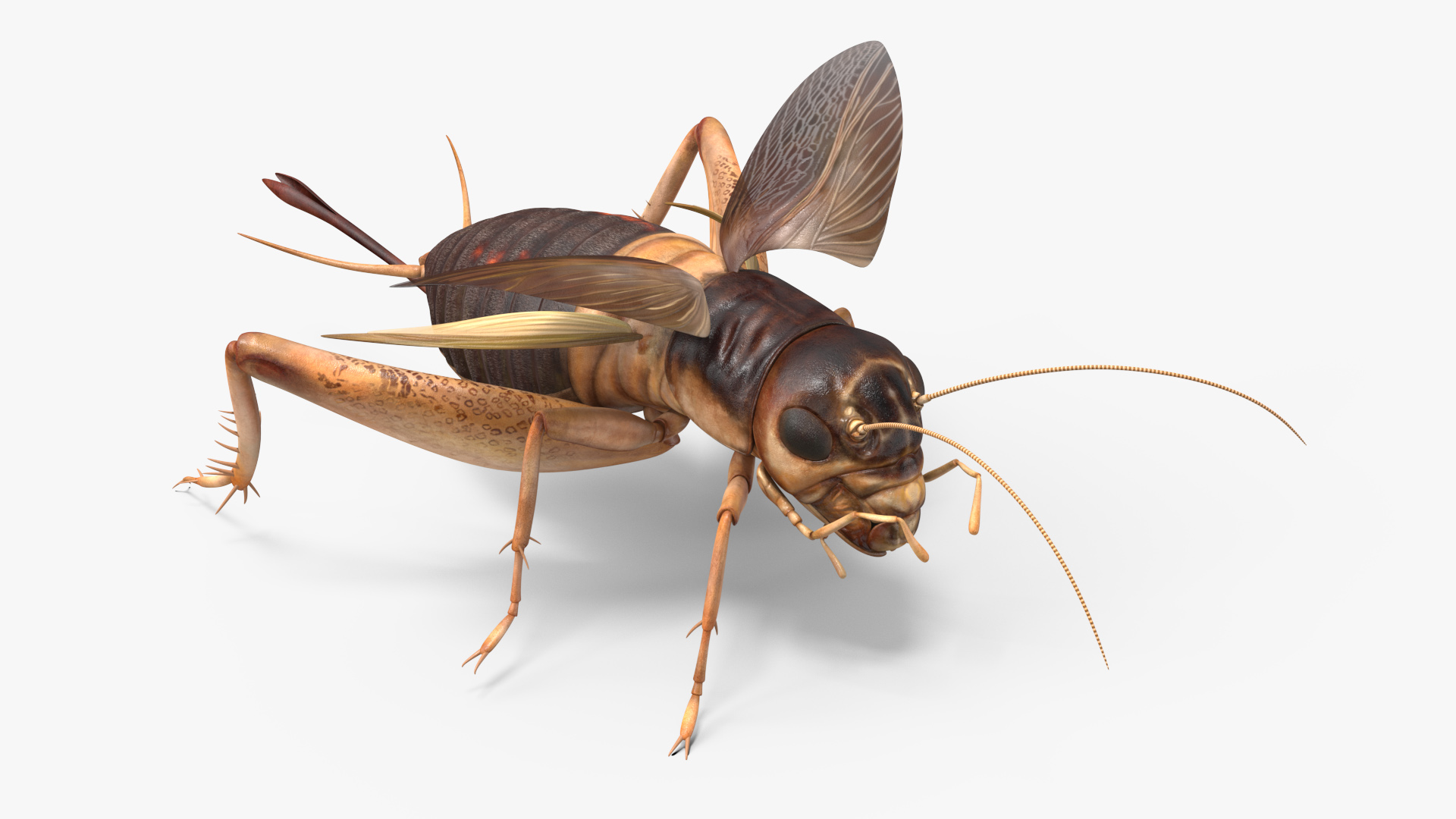 3D Gryllinae Rigged