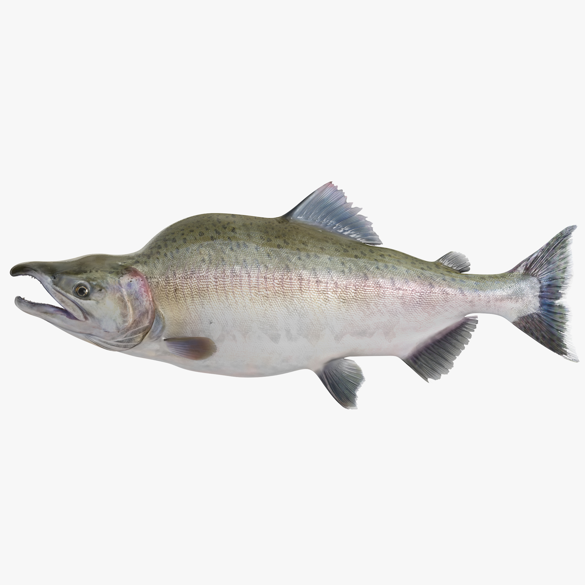 Salmon 3D Model, view 8