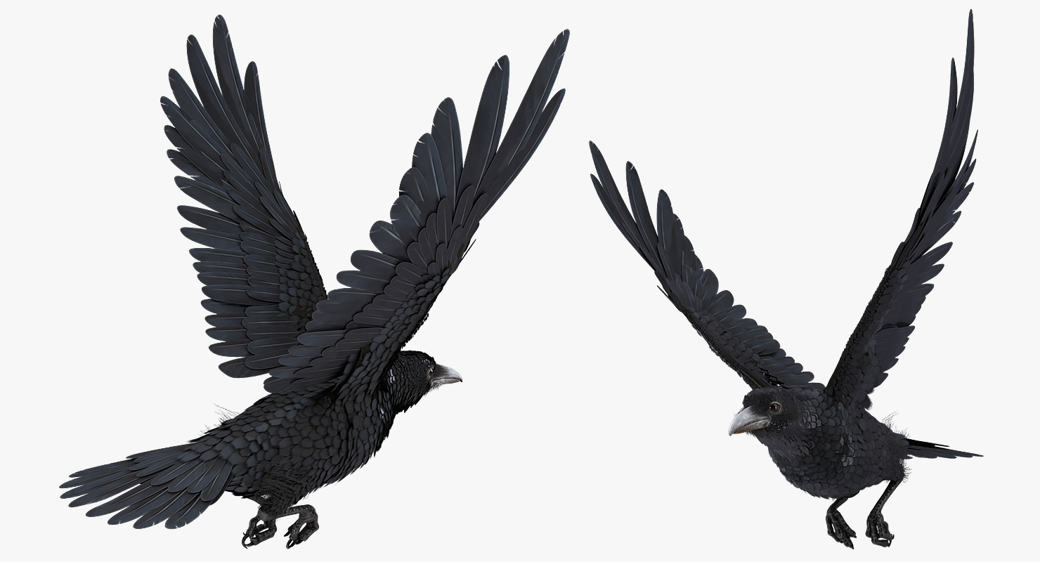 3D Raven Flying Animated Rigged model