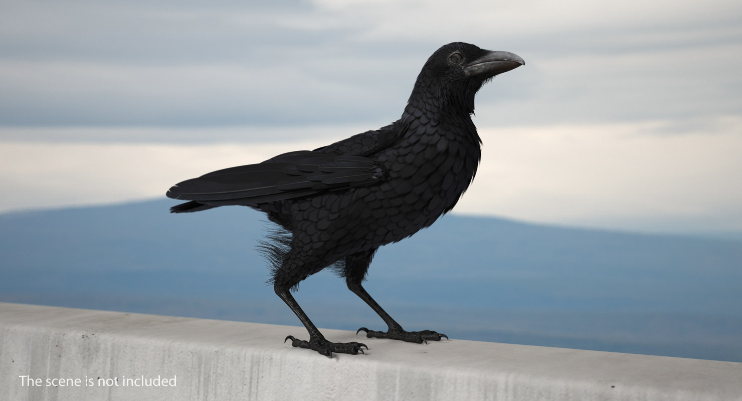 3D Raven Flying Animated Rigged model